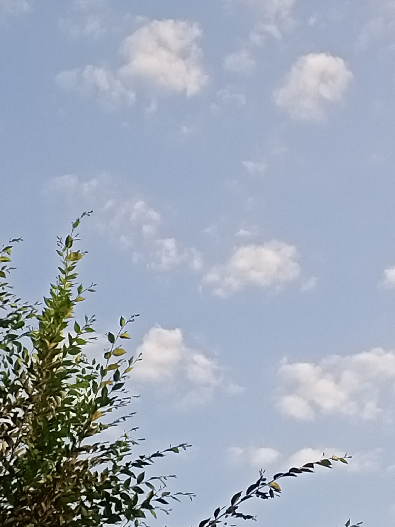 This is a photograph taken from a low angle looking upwards at a clear blue sky with scattered white clouds. In the foreground, the upper branches of a tree with green and yellowing leaves are visible on the left side and extending into the bottom of the frame. The scene is likely outdoors in a natural setting, with no urban elements like buildings or infrastructure clearly identifiable. The specific location within Sokuluk, Kyrgyzstan cannot be determined from the visual information provided in the image.