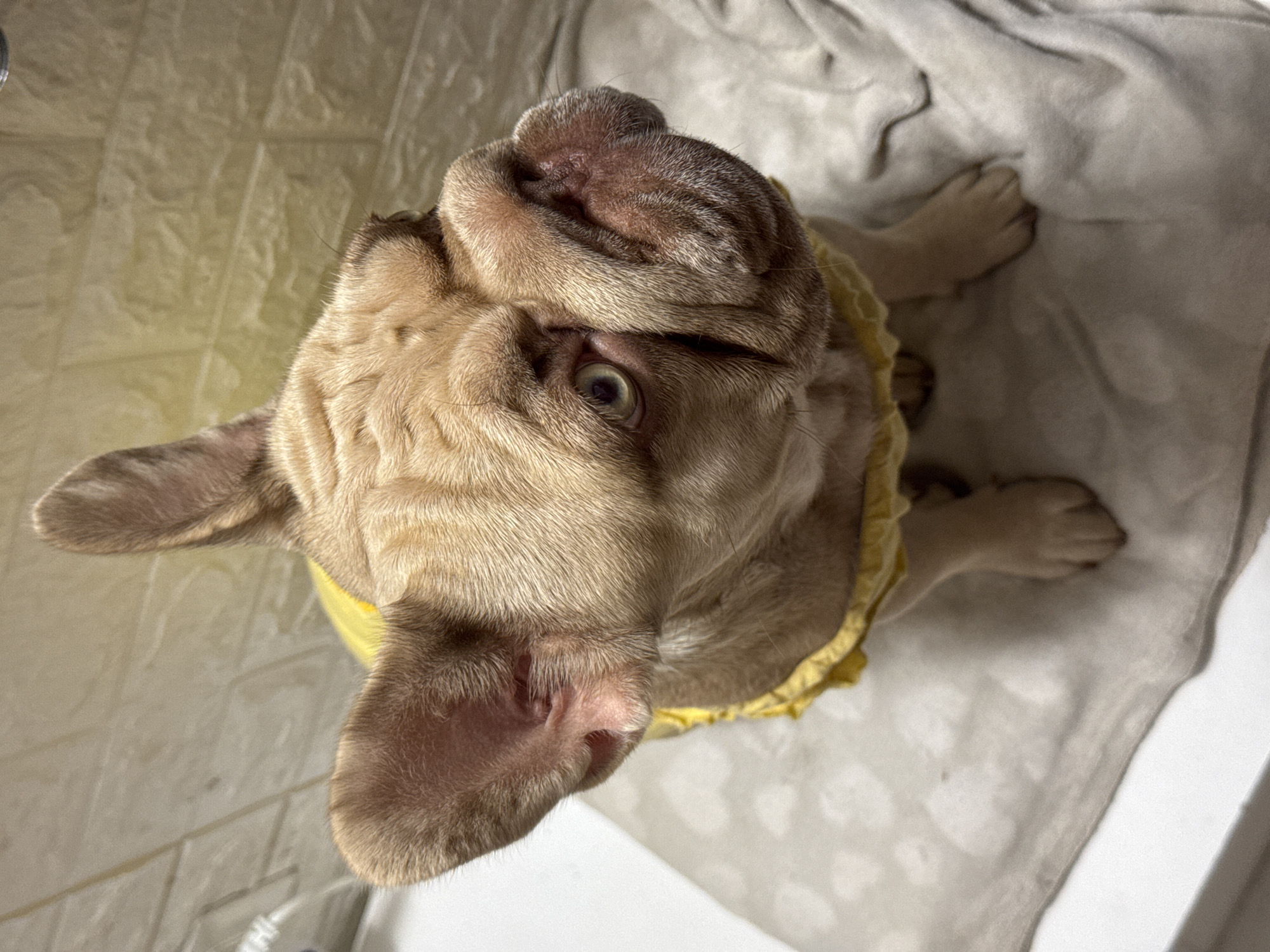 A fawn-colored French Bulldog wearing a yellow garment sits on a grey textured mat. The dog's face is turned upwards and to the right, with its large ears perked up. The background consists of a light-colored tiled wall. The scene does not contain any elements that would indicate a specific location in San Benedetto del Tronto, Italy.