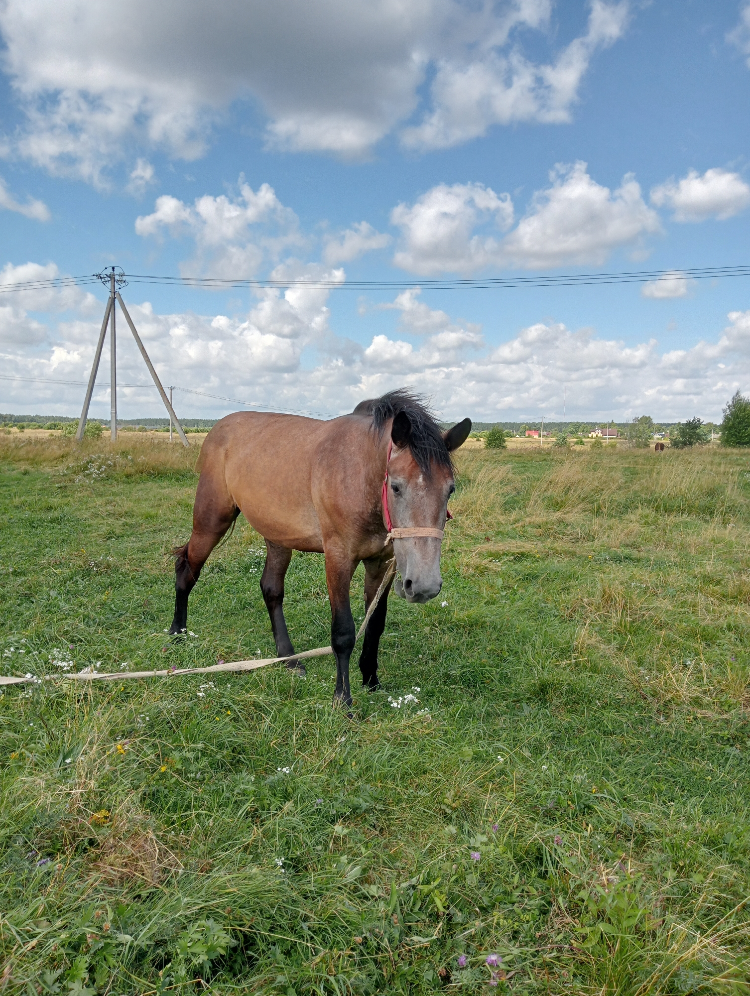 A brown horse stands in a grassy field under a cloudy sky. The horse is facing the camera, with its head slightly lowered. It has a red halter and a rope attached to its halter. In the background, there are power lines, a utility pole, trees, and some buildings in the distance. The field is covered in green grass and some wildflowers. The sky is blue with white, fluffy clouds. The scene appears to be in a rural area.