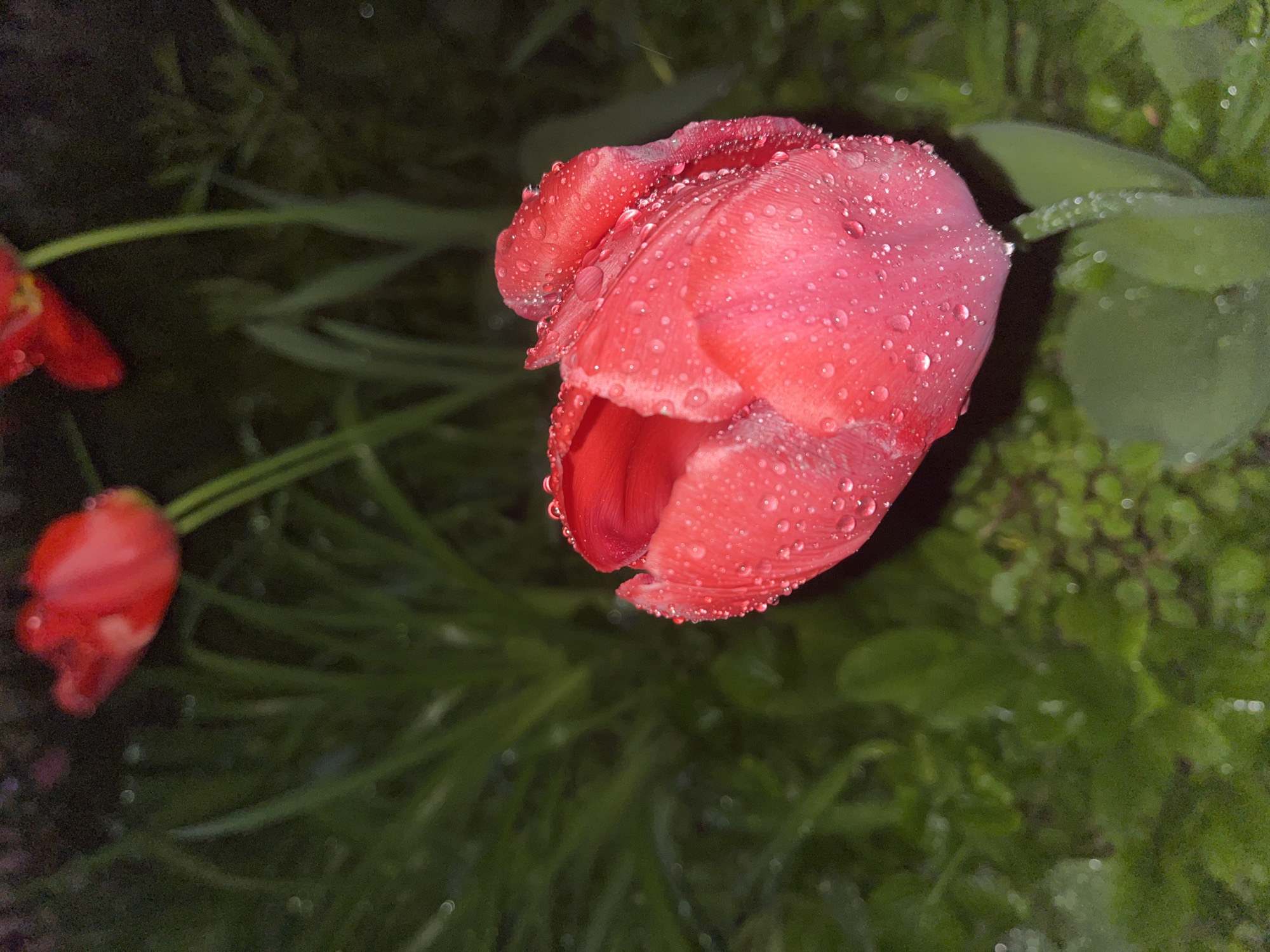 A close-up shot features a vibrant red-pink tulip, its petals heavily covered with glistening water droplets. The main tulip is in focus and appears to be partially closed, showcasing its deep color and the intricate patterns created by the droplets. In the blurry background, two smaller red-pink tulip buds or flowers are visible to the left, also bearing water droplets. The surrounding foliage, consisting of out-of-focus green grass and leaves, is dark and also shows scattered moisture. The dim lighting suggests the image was captured during low-light conditions, possibly early morning, late evening, or on a heavily overcast day, implying recent rain or heavy dew. The scene depicts a natural outdoor setting, likely a garden or flower bed in Sofia, Bulgaria. There is no visible text in the image.