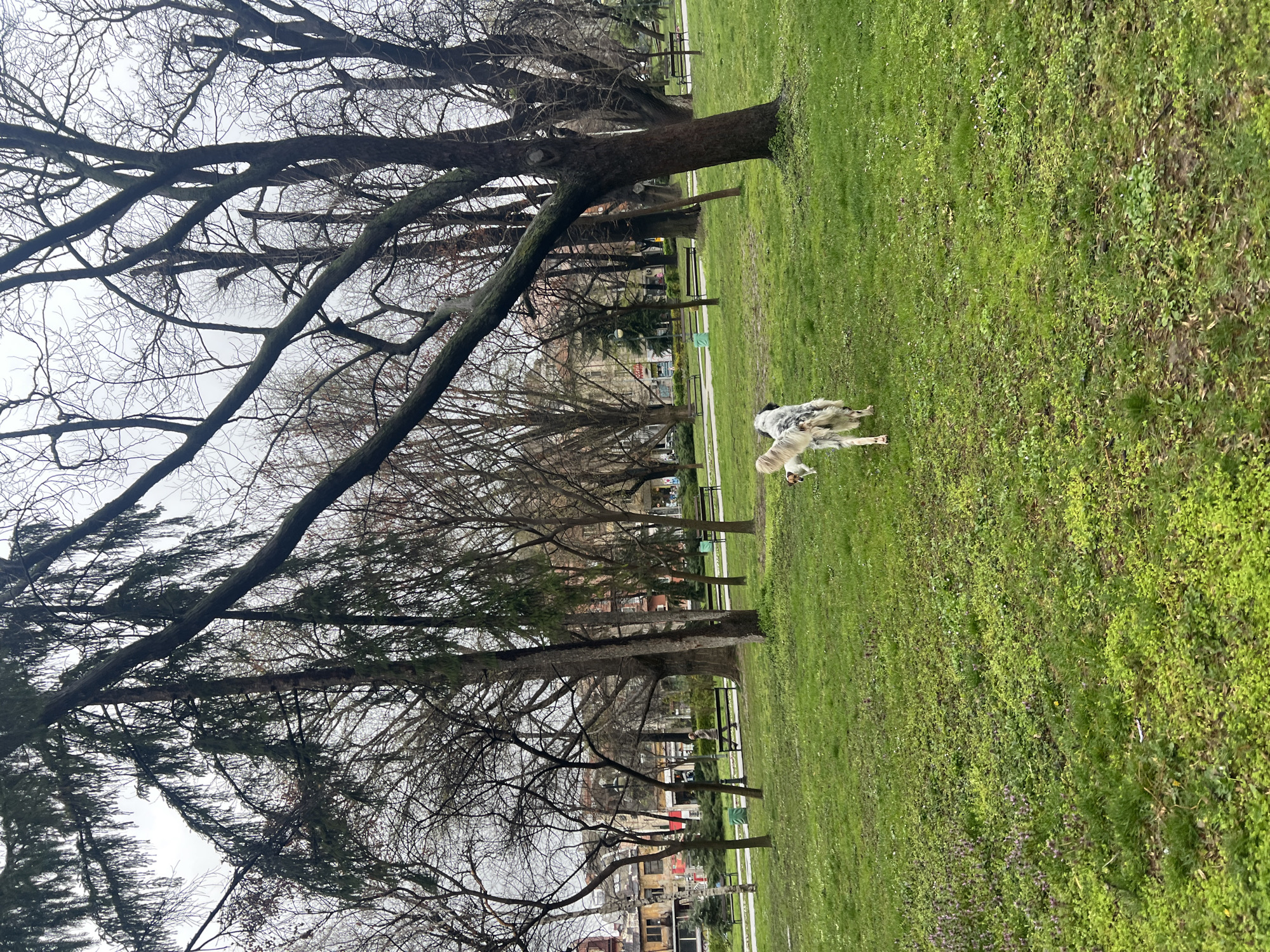 A park scene in Plovdiv, Bulgaria, features a sprawling green lawn dotted with trees, some still bare, while others have sparse foliage. Two long-haired dogs stand on the lawn. A row of benches lines a walkway further in the background. Buildings are visible in the far background beneath the trees. The sky overhead is overcast.