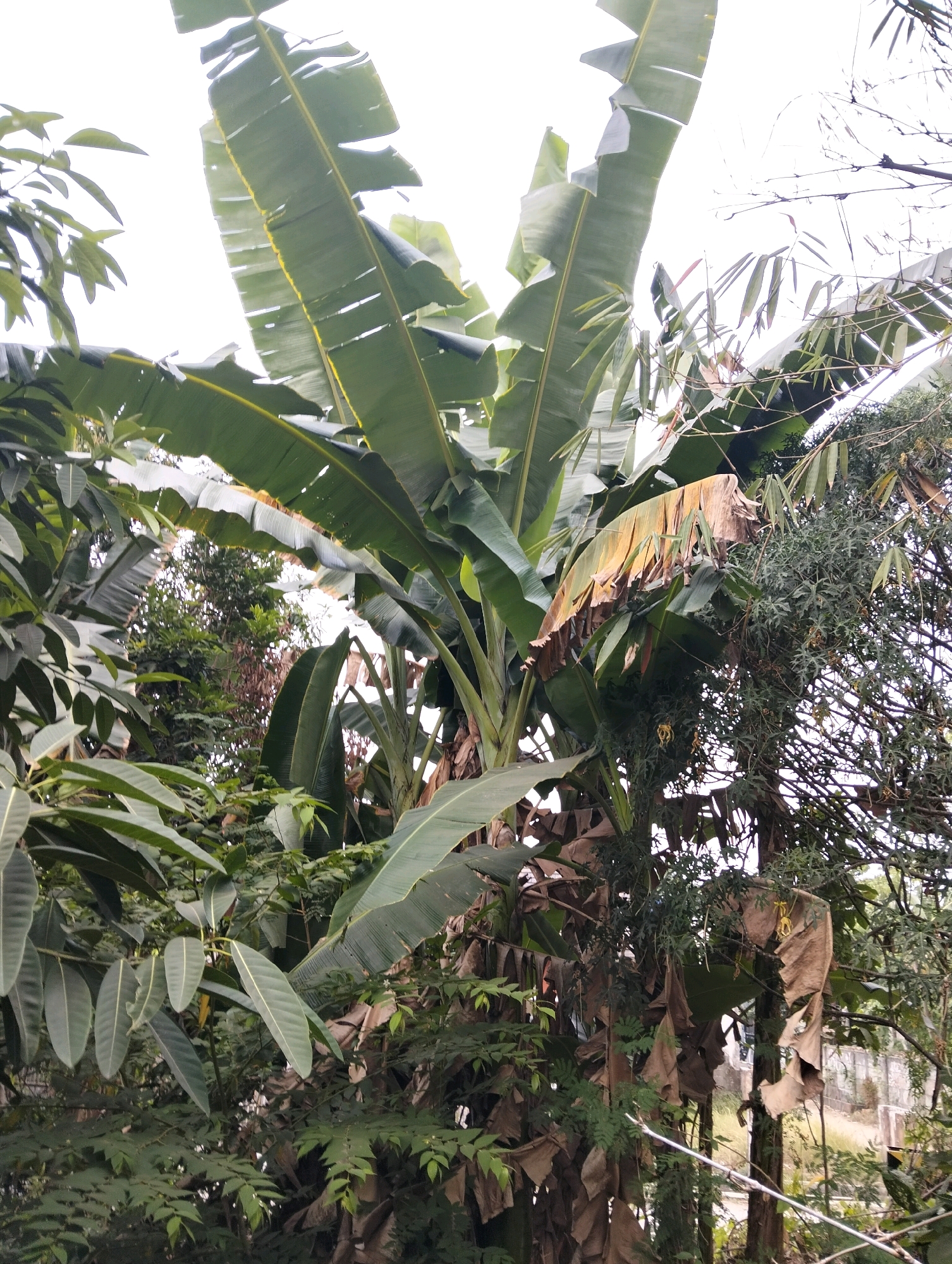 The image captures a dense, humid jungle-like environment, likely in Cileungsi, Indonesia, dominated by lush green foliage. Prominent are the large, broad leaves of banana plants, some of which are tattered and brown, indicating decay. Interspersed among the banana plants are slender bamboo stalks, their thin leaves reaching towards the overcast sky. The undergrowth is thick with various smaller plants and vines, creating a tangled, wild appearance. In the background, slightly out of focus, hints of a man-made structure, possibly a fence or wall, can be discerned, suggesting the edge of a more cultivated area encroaching upon the natural growth. No people are visible in the scene.