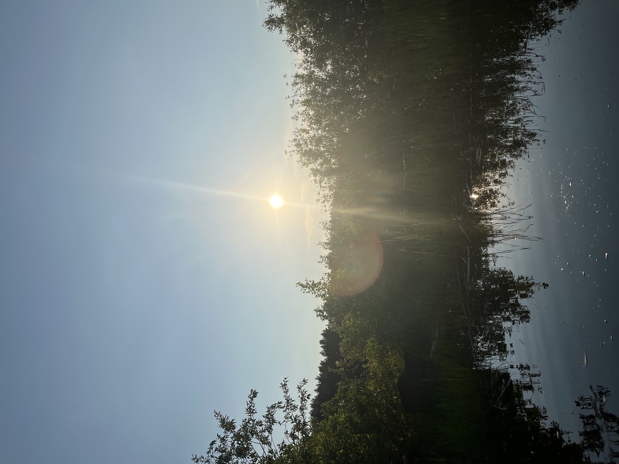 The image depicts a natural scene with a body of water in the foreground and lush vegetation under a clear sky. The sun is visible in the upper center of the frame, casting a bright light and creating lens flare. The water reflects the sky and the surrounding trees, which are dense and green. There are no people or animals visible in the image. The environment appears to be a wetland or marshy area, possibly near a forest. The lighting suggests it is either sunrise or sunset. There is no specific information available to pinpoint the location in the city of Chaikovsky, Russia.