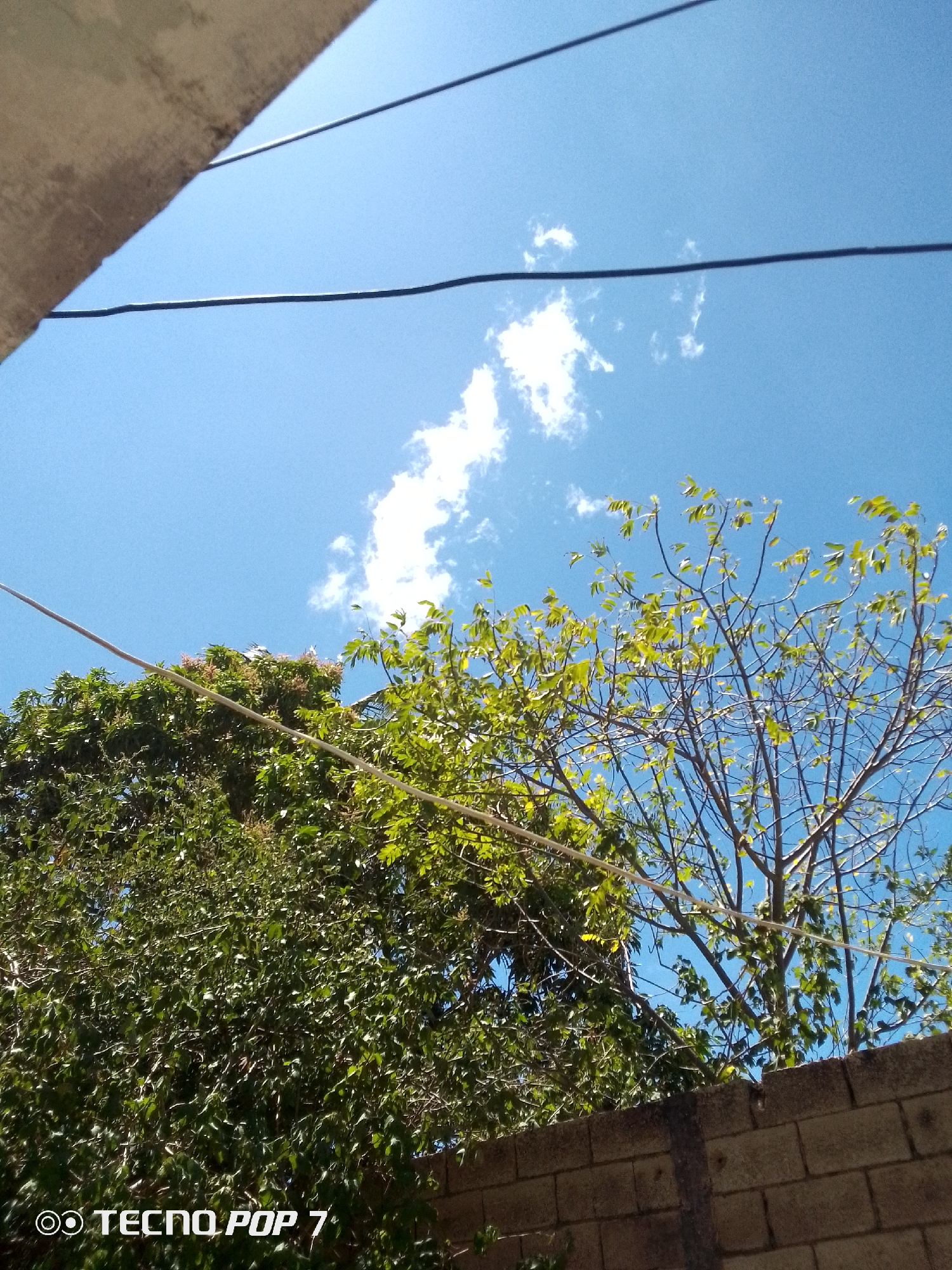 The image depicts an outdoor scene in Altagracia, Venezuela, captured from a low vantage point looking upwards. The upper two-thirds of the frame are dominated by a clear blue sky with scattered white cumulus clouds. Two dark, thin utility lines traverse the sky diagonally from the upper left to the middle right, and horizontally across the mid-frame. A third, thicker, lighter-colored cable runs horizontally across the lower middle. The lower portion of the image features dense green foliage from two trees. The tree on the left has dark, abundant leaves, while the tree on the right exhibits lighter green leaves on more visible branches. A concrete block wall, constructed from light gray or beige blocks, with a darker vertical concrete pillar, is visible along the bottom right edge of the frame. No individuals, actions, or overt interactions are present within the scene. The lighting indicates daylight conditions.