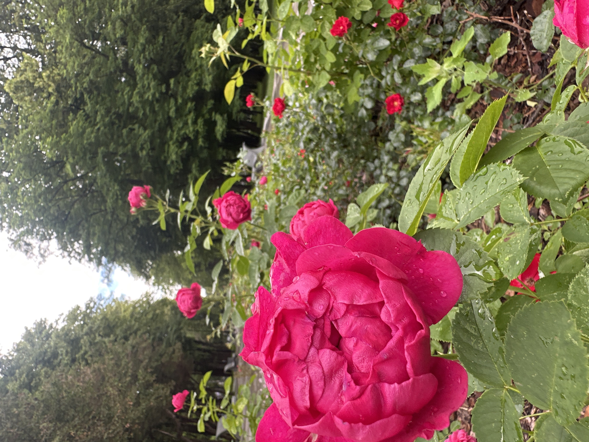 The image captures a vibrant close-up of a large, deep pink rose in the foreground, its petals glistening with water droplets, suggesting recent rain or dew. Behind this prominent rose, a rose bush extends into the background, dotted with smaller, similarly colored roses, some in full bloom and others as buds. The leaves are a rich green, also showing signs of moisture.
The setting appears to be an outdoor garden with a path or walkway visible in the mid-ground, lined with more rose bushes. Beyond the garden, a dense canopy of green trees forms a natural backdrop. The sky is mostly obscured by the foliage, but hints of bright light suggest it is daytime, possibly overcast given the diffused light and the wetness of the plants.
There are no people or text visible in the image. The overall impression is one of natural beauty and tranquility, emphasizing the delicate details of the roses and the lushness of the garden. The focus on the rose in the foreground creates a sense of intimacy and appreciation for nature's aesthetics. The wetness adds a fresh, revitalized quality to the scene.