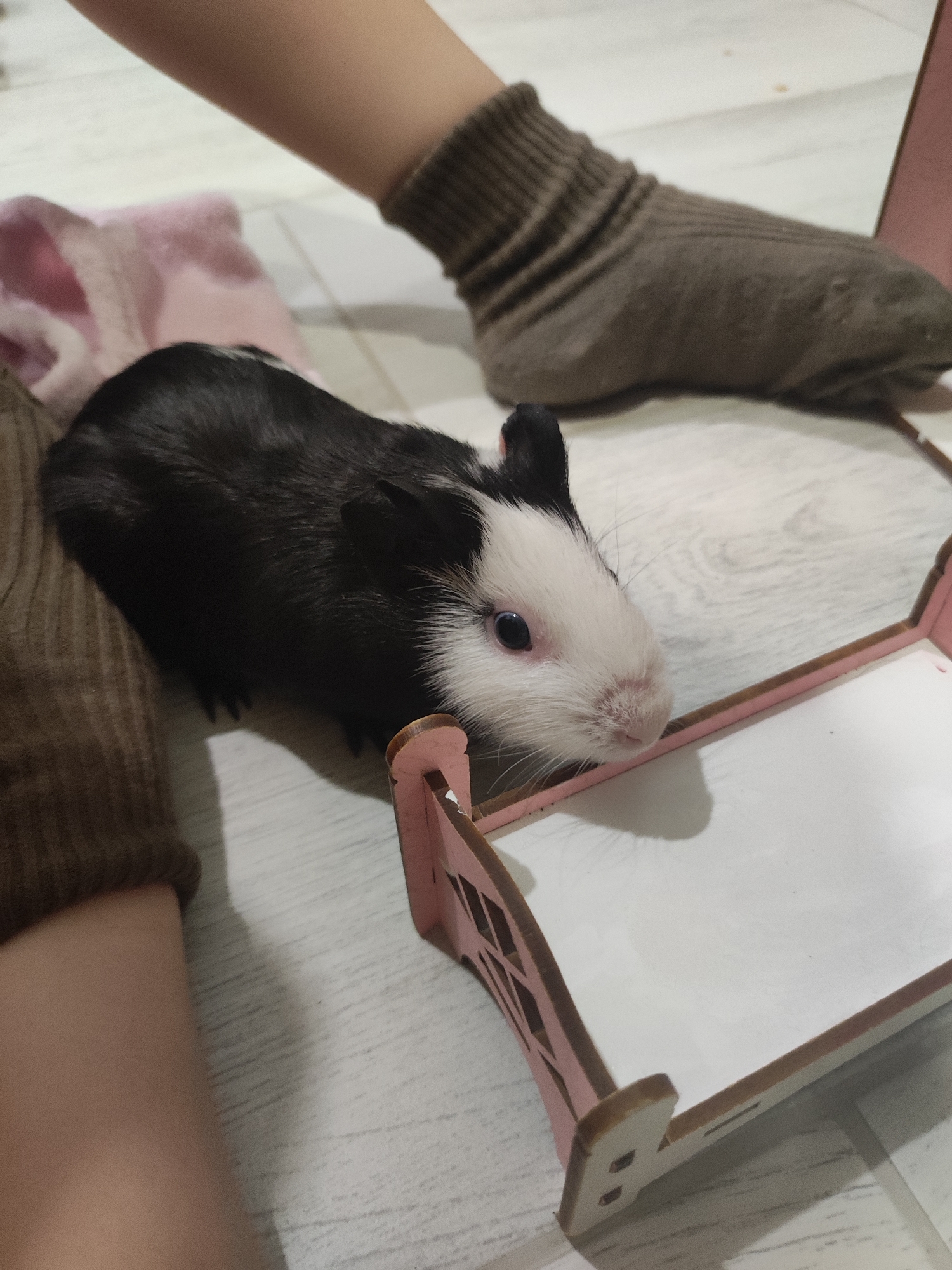 A guinea pig with a black and white coat is peering through the opening of a small pink and white decorative structure that appears to be a miniature bed or gate. The guinea pig has a white face with black patches on its head and back. The setting seems to be indoors, on a light-colored flooring with a wood grain pattern. A human leg with a brown sock can be seen in the background, and another leg is visible with a beige garment. Part of a pink soft object is also visible. The location in the city of Votkinsk, Russia, cannot be verified.