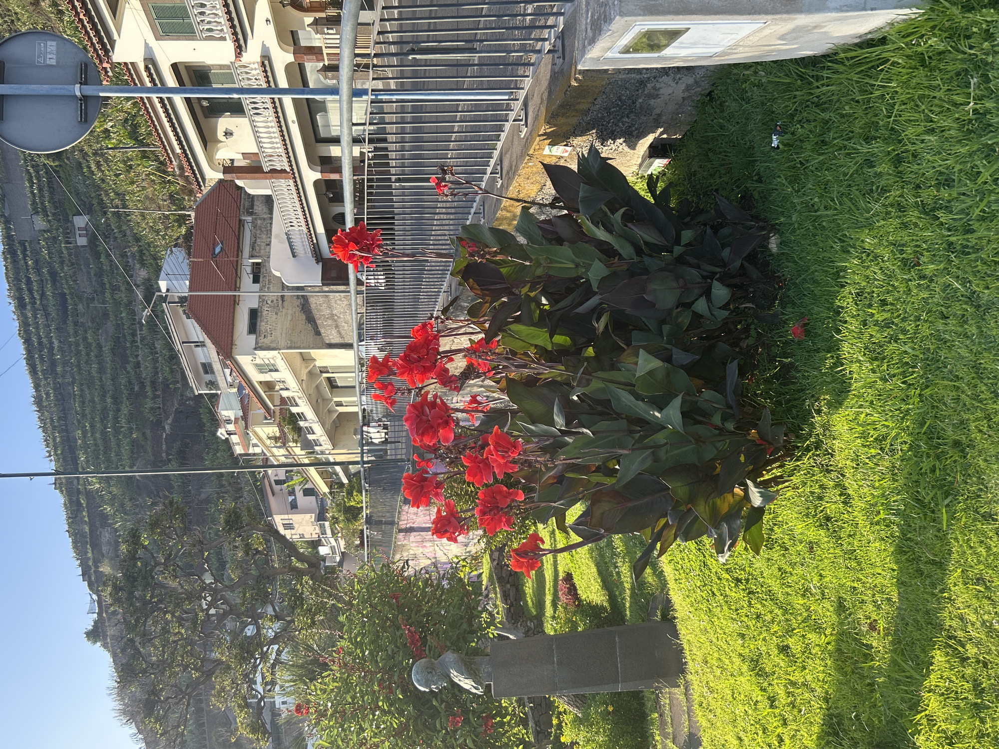 The image captures a scene in Câmara de Lobos, Portugal, featuring a vibrant display of red Canna lilies with large green leaves. The flowers grow along a grassy area next to a walkway with a silver railing and a monument. Behind the railing are buildings that suggest urban development. In the background, there is a mountain covered with terraced banana plantations. The lighting indicates a bright, sunny day. The overall perspective suggests a setting where natural beauty and urban elements intertwine.