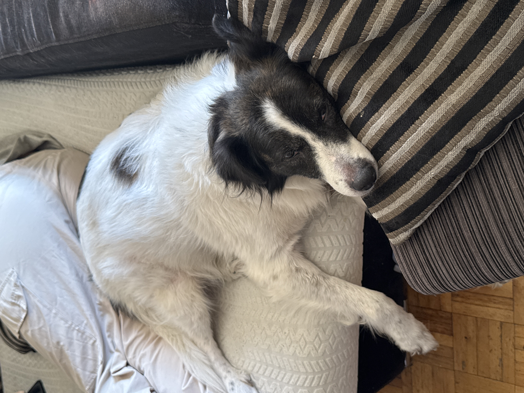An adult dog with white and black fur is resting on a sofa. The dog's head is resting on a striped pillow, and its body is stretched out on the sofa cushions. The sofa is next to a dark leather armchair. The floor is made of wooden planks. The scene is indoors and appears to be a living room. There are no people visible in the image. The lighting suggests it is daytime. The overall impression is one of domestic comfort and relaxation. The location is not specified in the image.