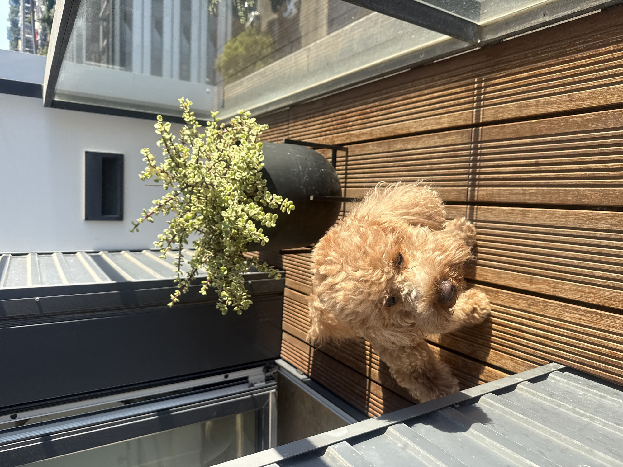 A light brown poodle is lying on a wooden deck on a balcony. The dog is in the foreground, facing the camera with its head down. Behind the dog, a potted plant with small, green leaves is on a black stand. A glass railing is visible to the right, and a building with metal siding is to the left. The scene appears to be in an urban setting, possibly in the city of Loures, Portugal, given the architecture and the bright sunlight.