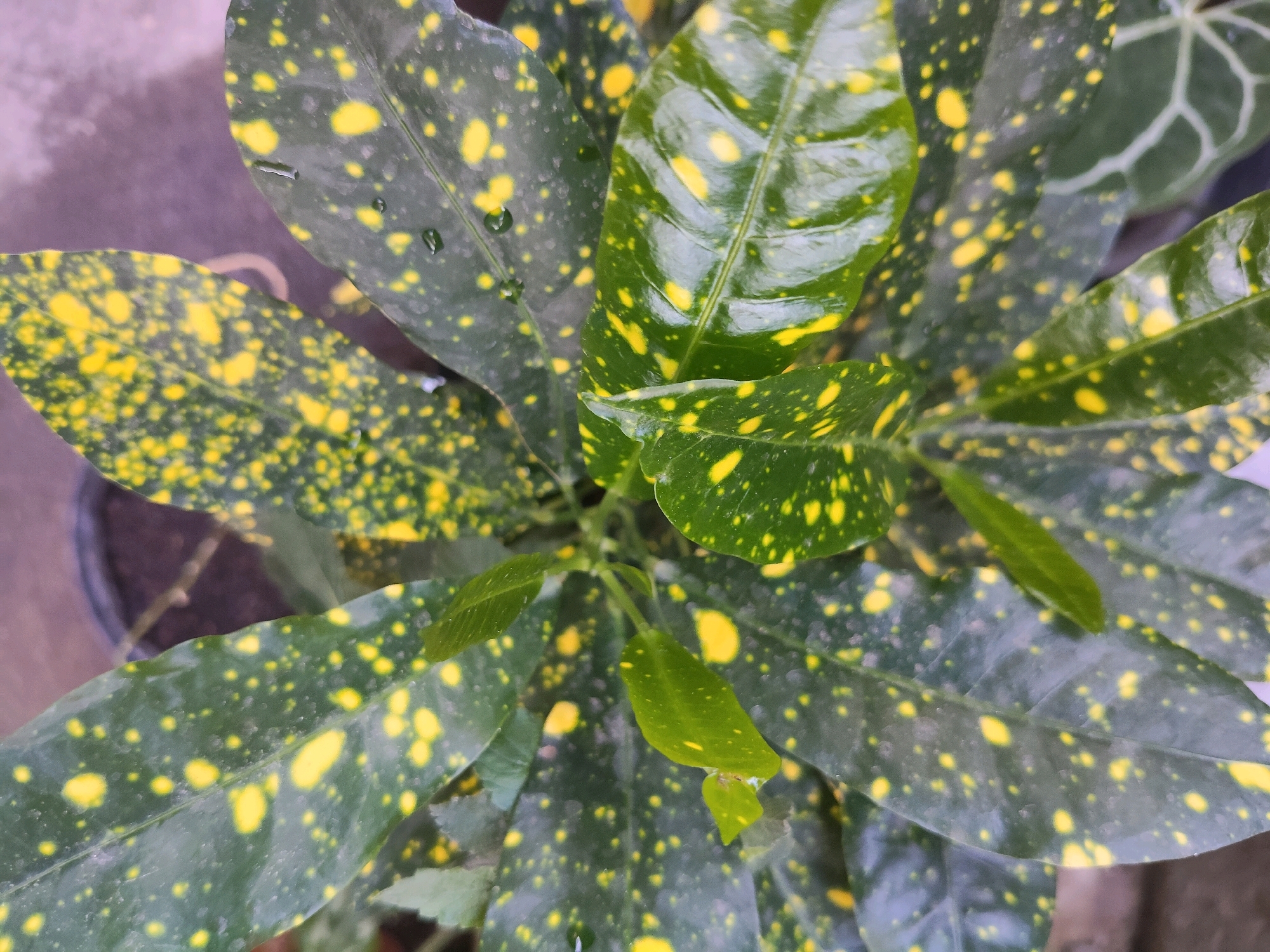 A close-up, overhead shot captures a vibrant green plant with numerous yellow spots on its leaves. The plant is in focus, with water droplets visible on some of the leaves, suggesting it may have recently been watered or it's a humid environment. In the background, a blurred, grayish surface, possibly a wall or pavement, is visible. To the right, a portion of another plant with light green, veined leaves is partially visible. The overall lighting suggests an outdoor setting, possibly a garden or a patio. This scene is likely located in Kupang, Indonesia, a city known for its tropical climate that supports lush vegetation like this.