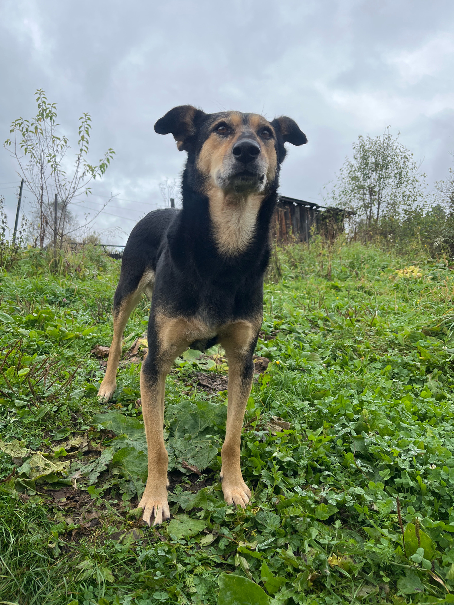 A medium-sized dog with black and tan fur stands alert in a patch of overgrown green grass. The dog faces forward, its ears perked up, and its eyes looking directly at the camera. Behind the dog, a rustic, dilapidated wooden structure is visible, partially obscured by foliage. The environment appears to be an outdoor, rural setting, possibly a backyard or undeveloped area, under a cloudy sky. The ground is uneven, with patches of mud and fallen leaves amongst the grass. The overall scene suggests an overcast day in a natural or semi-wild area.