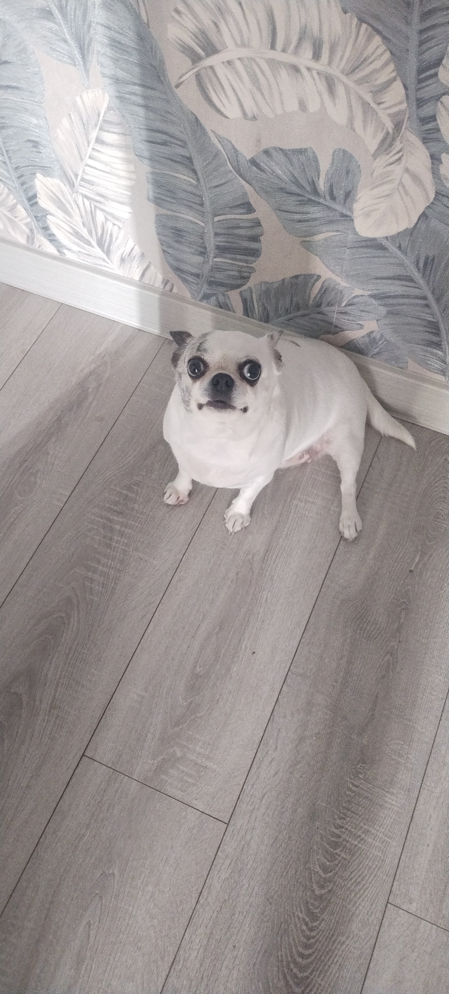 An overhead medium shot captures a white Chihuahua dog with dark markings around its eyes, sitting on a light gray laminate floor. The dog is facing the camera with its mouth slightly open. Behind the dog, a white baseboard runs along the bottom of a wall adorned with a repeating pattern of large, stylized green and gray leaves. The scene appears to be indoors, possibly in a residential setting in Pisochyn, Ukraine.