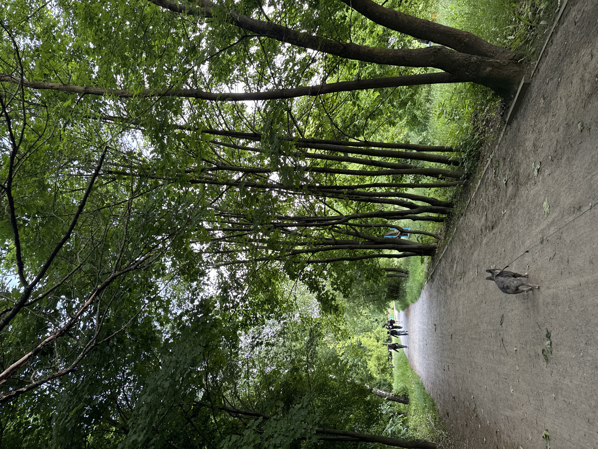 An outdoor scene in Vinnytsia, Ukraine, depicts a tree-lined dirt path stretching into the distance under a canopy of lush green foliage. The original image is rotated 90 degrees clockwise, but when viewed upright, it shows a pathway bordered by grass and dense trees.
**Subjects:**
The primary subjects are the numerous mature trees with thick trunks and branches, forming an archway over the path. Their dense leaves create a natural ceiling, filtering the daylight. On the path, a small group of people and a dog are visible. In the foreground, positioned to the right of the path, a medium-sized dog with mottled gray and white fur is walking on a leash, its handler not fully visible. Further down the path, a group of three or four individuals are seen. Two of them, positioned closer to the foreground of the group, appear to be engaged in some form of outdoor exercise or stretching, possibly a group activity, standing with their arms out or raised. Another person is further behind them.
**Activity or Event Taking Place:**
The scene captures people enjoying a walk or engaging in recreational exercise on a park path, accompanied by a dog. The atmosphere suggests a leisurely or fitness-oriented activity in a natural setting.
**Notable Details:**
The time of day appears to be daytime, likely during mild weather, possibly overcast, given the soft, diffused light filtering through the dense tree canopy. No harsh shadows are visible. The path is unpaved, made of dirt or gravel, and appears well-worn, suggesting frequent use. Green grass and undergrowth line both sides of the path, contributing to the natural, park-like setting. The trees are predominantly deciduous, with bright green leaves indicating late spring or summer. Some distant blue elements, possibly benches or equipment, are faintly visible through the trees on the left side of the path.
**Visible Text:**
No legible text is visible anywhere in the image.