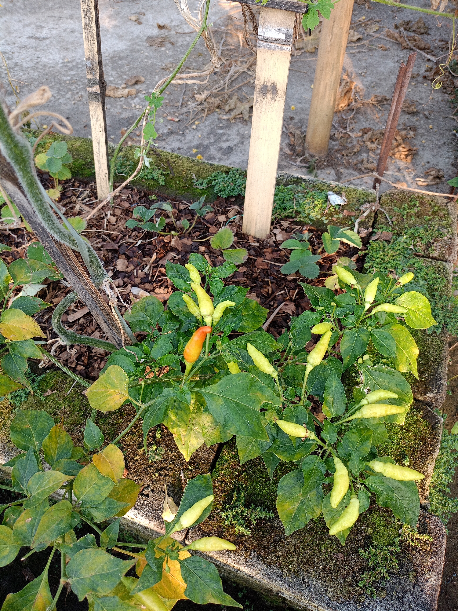 In Batu, Indonesia, a close-up shot captures a chili plant with numerous unripe, pale green chilies and one ripe, orange-red chili. The plant's leaves are predominantly green with some yellowing. The plant is situated in a raised bed made of concrete blocks, which are covered in moss and small green plants. Two bamboo stakes and a rusted metal stake are partially visible in the background, supporting the plant and other surrounding vegetation. The ground around the bed is covered with wood chips and dry leaves, with a concrete path visible in the upper portion of the image. The scene is lit by natural daylight.