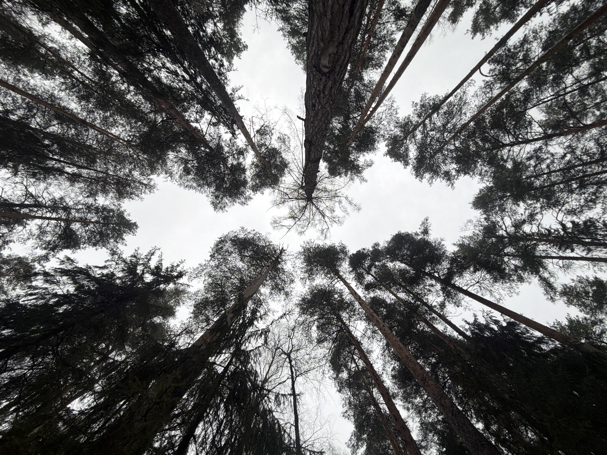 The image is a low-angle shot looking up into a forest canopy. Tall, slender trees with dark trunks and dense foliage frame a cloudy, overcast sky. The trees appear to be mostly coniferous, with a few bare branches visible. The composition gives the impression of being surrounded by the forest. The location is presumed to be in the city of Chaikovsky, Russia, based on the request.