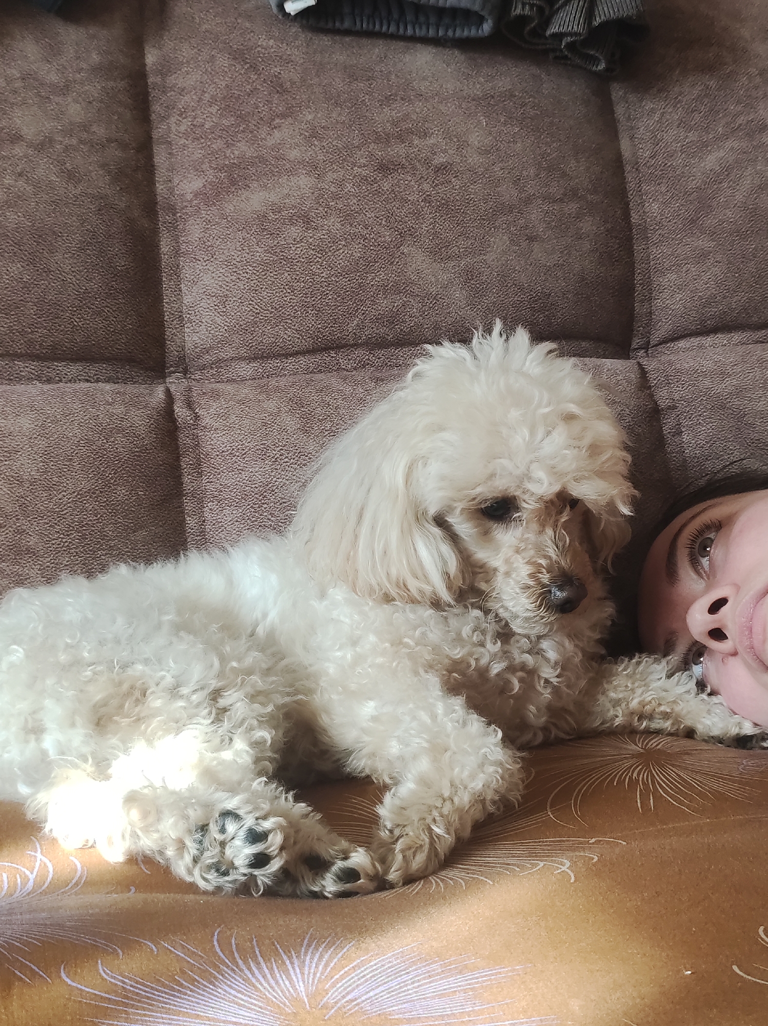An indoor scene captures a light-colored, curly-haired dog, resembling a poodle, resting closely with a person on a sofa or bed. The dog, with creamy white fur and a dark nose, is positioned centrally, looking slightly to its right. Beside the dog, the right side of a person's face is visible, including an eye, nose, and part of the mouth, suggesting they are lying on their side and looking upwards.
The activity taking place is a relaxed moment of companionship, with both subjects appearing calm and comfortable. The setting is cozy, likely a living room or bedroom in Chaikovsky, Russia, as per the provided context.
Notable details include the texture of the dog's curly fur and its dark paw pads visible in the foreground. The person's eye shows long eyelashes, hinting at natural makeup. The background features a dark brown or taupe upholstered sofa back or headboard with distinct quilted square patterns. The surface directly beneath the dog and person is a mustard yellow or light brown blanket or sheet adorned with repeating white or light purple starburst or leaf-like patterns. The lighting is soft and warm, suggesting a gentle indoor ambiance during the daytime. There is no visible text in the image.