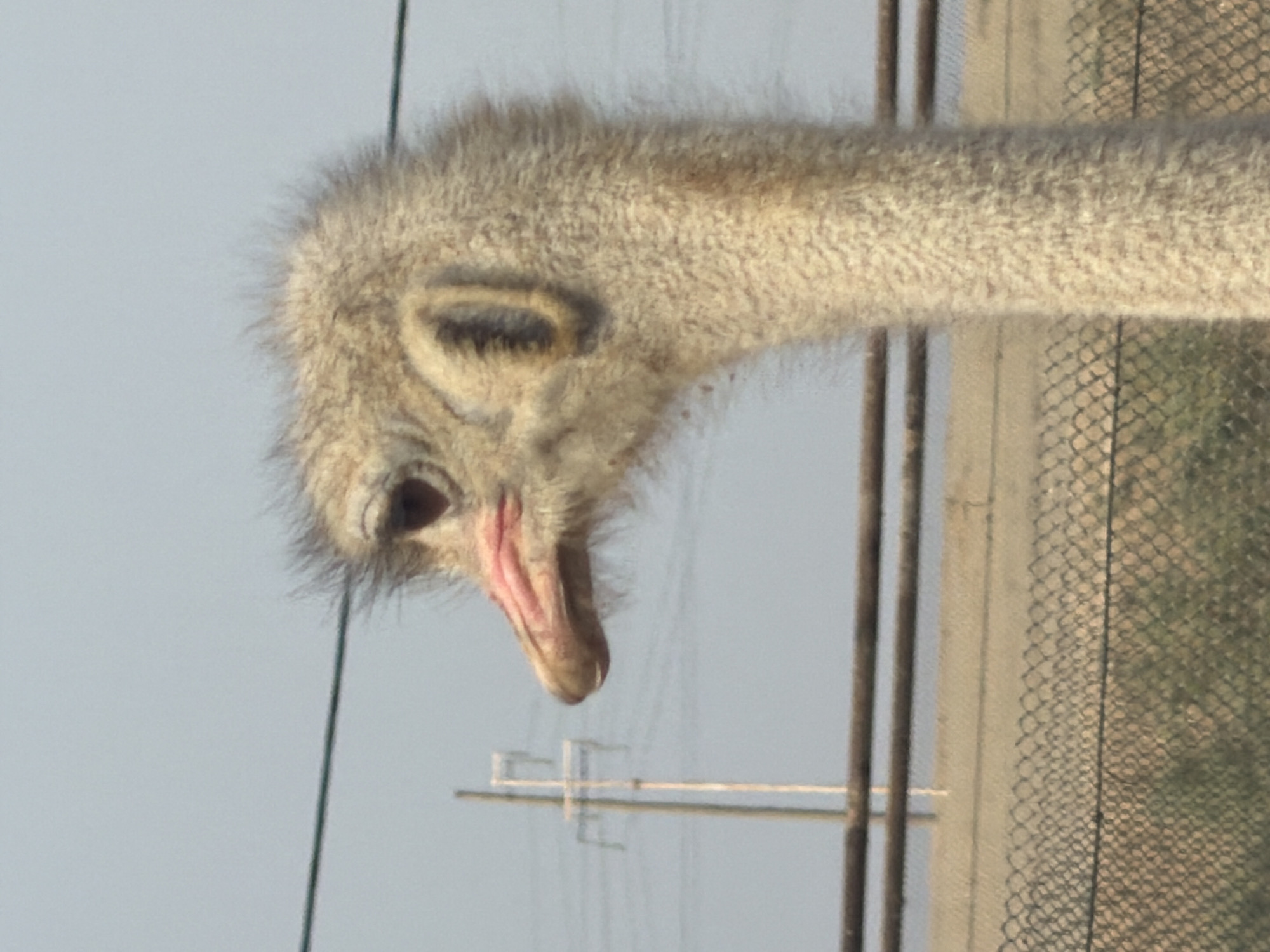 A close-up, eye-level, outdoor, medium shot shows the head and neck of an ostrich in Nəvahi Stansiya, Azerbaijan. The ostrich is facing left, with its large, dark eye visible. Its beak is pink and pointed, and its head and neck are covered in fuzzy, light brown and white feathers. Behind the ostrich, a blurry background shows a pale blue sky, a tall, thin, grey utility pole with crossbars, and a chain-link fence in the foreground. A rusty metal railing is visible horizontally across the middle of the image. The scene appears to be set in a rural or semi-rural area, possibly a zoo or wildlife enclosure.