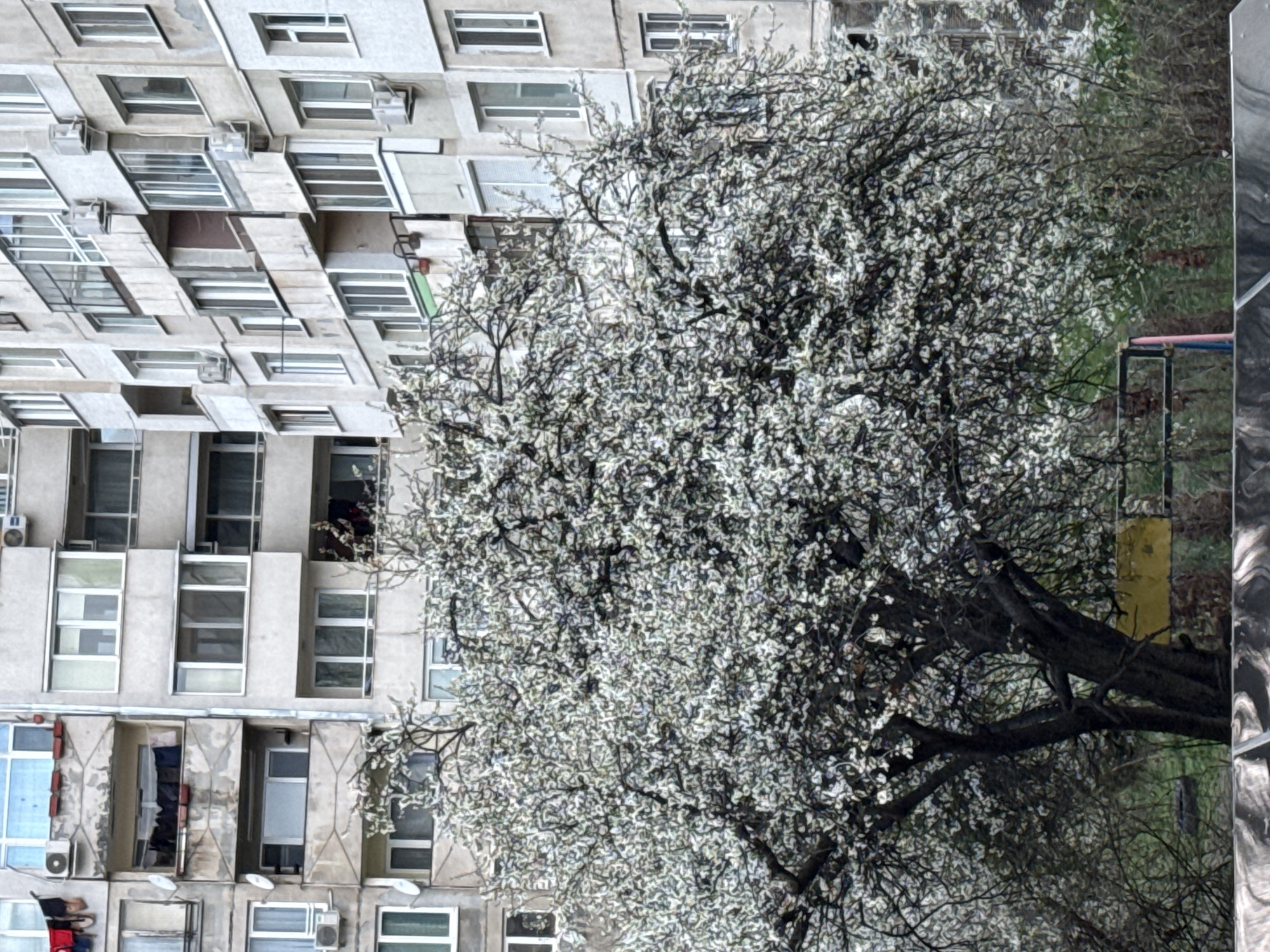The image depicts an apartment building and a blossoming tree in Sofia, Bulgaria. The building is tall and constructed of concrete. Many of its windows are visible, some with open curtains and air conditioning units. A tree with white blossoms dominates the view, obscuring part of the building and some of the background. There is a playground behind the tree.