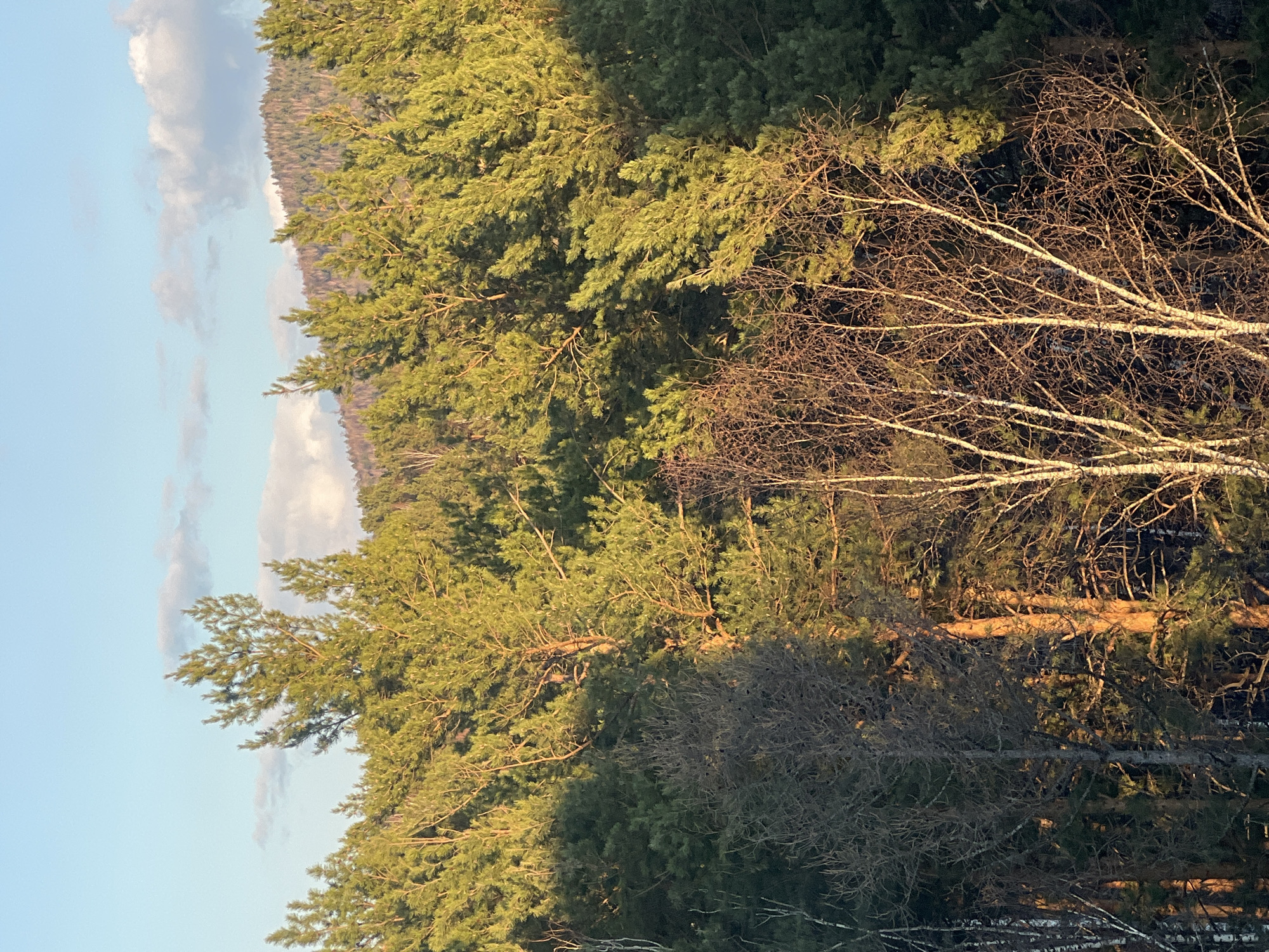 The image presents a vibrant forest landscape bathed in the warm light of either early morning or late afternoon. The scene is dominated by a dense collection of evergreen trees, likely pines, with their rich green foliage. Sunlight illuminates the upper branches and sides of these evergreens, creating a distinct golden hue. Among the evergreens, several deciduous trees with bare, intricate branches and white bark, characteristic of birch trees, are prominently visible, indicating a season outside of summer, such as late autumn, winter, or early spring.
In the midground, the forest continues to stretch, showcasing varying shades of green and brown from the dense tree cover. The background features a distant horizon line formed by what appears to be another tree-covered slope or mountain range. Above, the sky is a clear, bright blue, accented by several soft, wispy white and light grey clouds. No people, man-made objects, or activities are depicted in this tranquil natural setting. There is no visible text in the image.