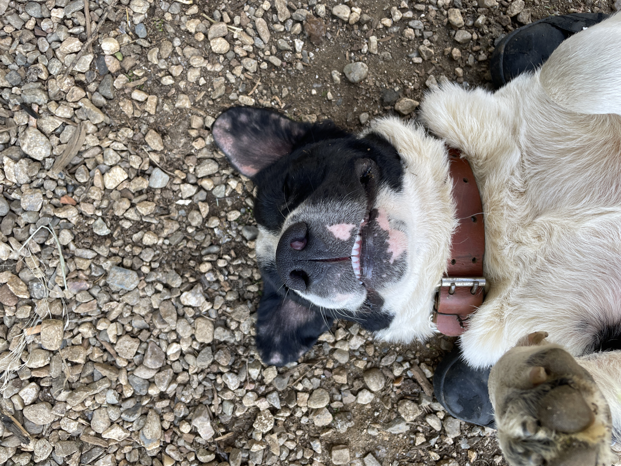 A dog with white and black fur is lying on its back on gravel. The dog has a brown leather collar. The location is outdoors, likely in or near Zlatograd, Bulgaria, given the implicit connection to the city.