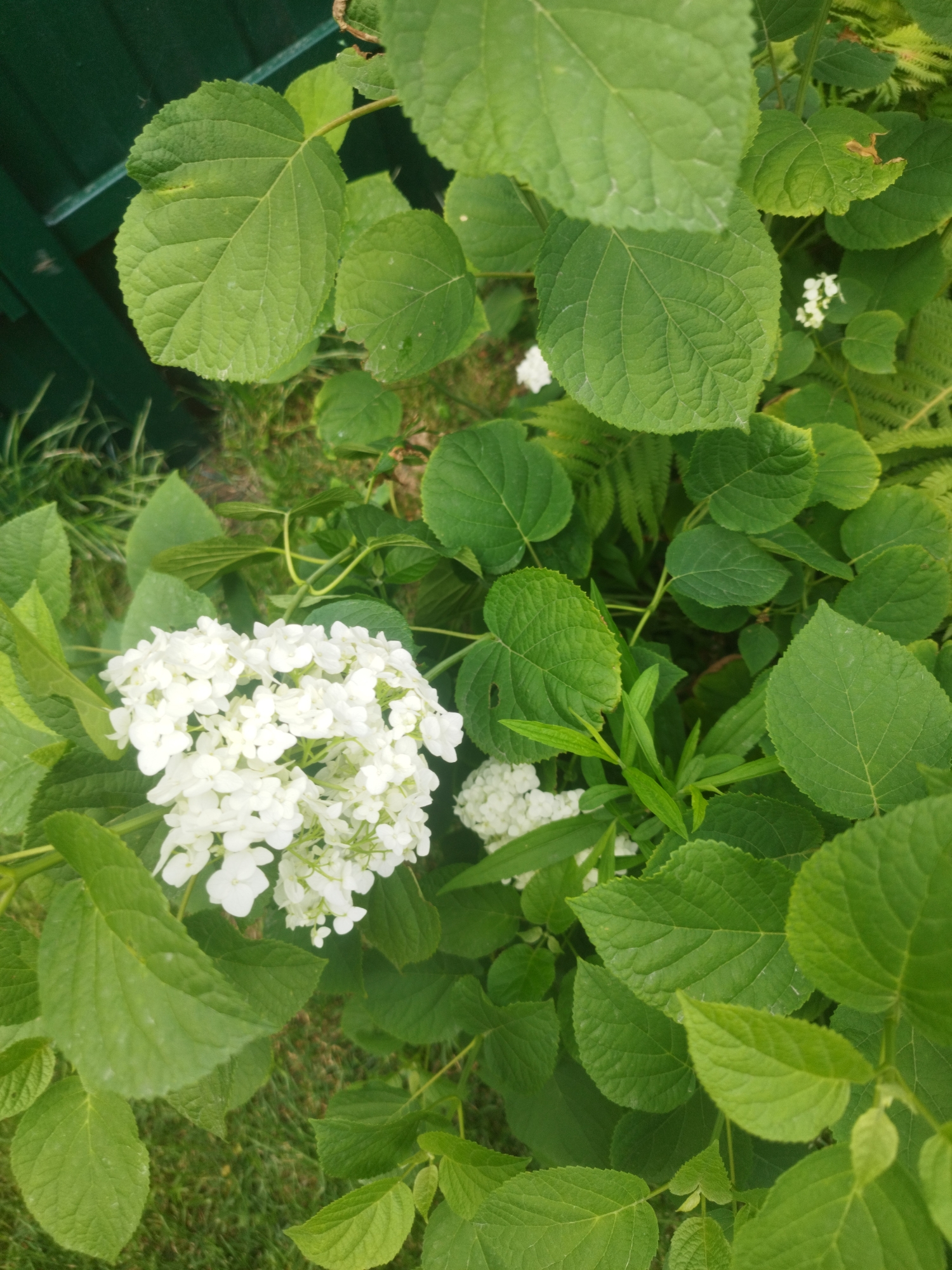 A close-up, high-angle outdoor shot captures a cluster of white hydrangea flowers surrounded by lush green leaves and some fern foliage. The flowers are the main subject, with their intricate, small petals forming a dense, spherical bloom. The leaves are large and ovate with serrated edges, in varying shades of green, some appearing slightly wilted. In the background, a dark green fence is visible on the left, and green grass and a bit of soil are seen beneath the foliage. The lighting suggests it is daytime, possibly overcast given the soft shadows. The image does not depict any people or actions. The location in the city of Oskemen, Kazakhstan, is not discernible from the visual elements of the image.