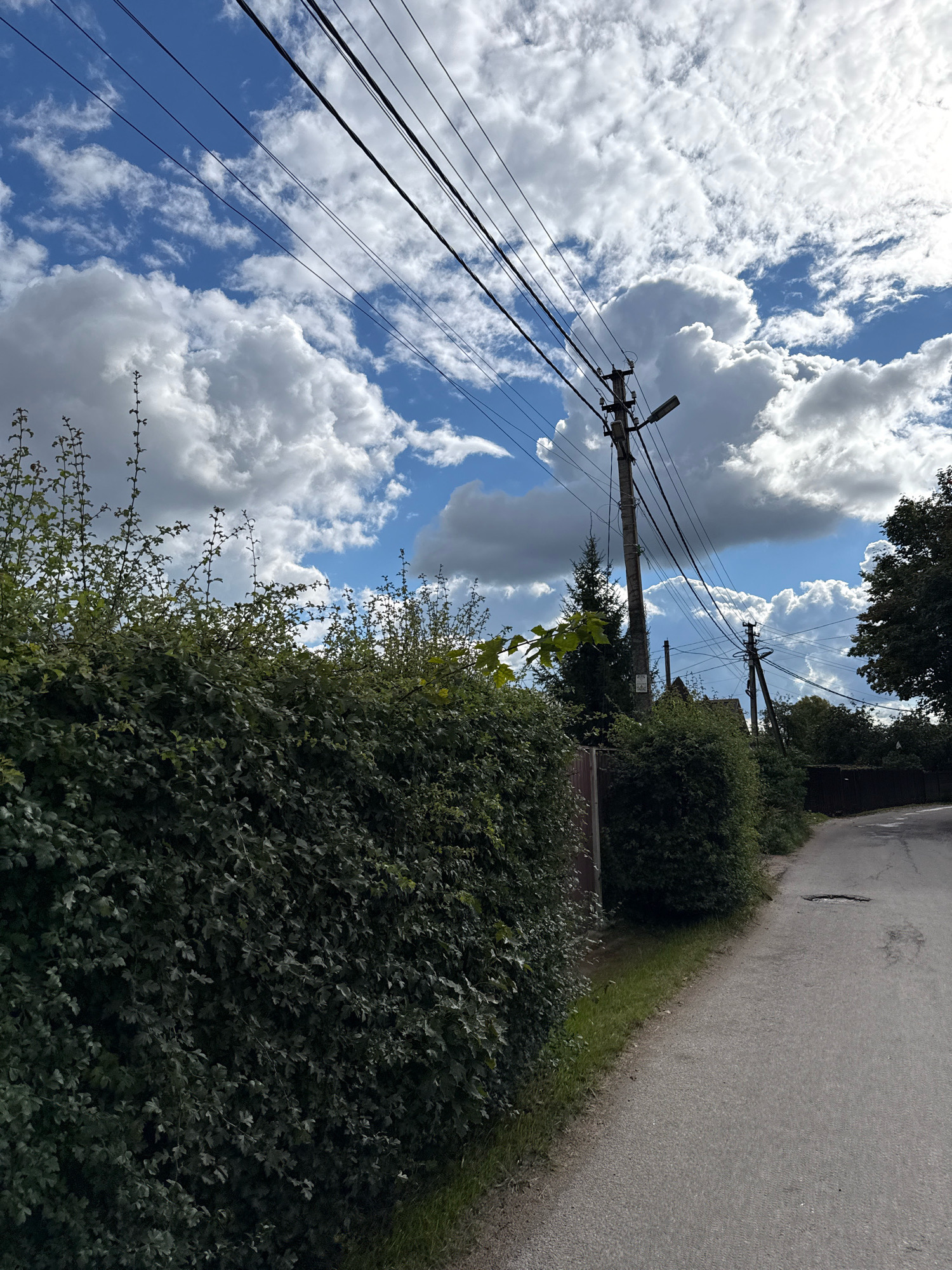 This is a full, eye-level, vertical outdoor shot of a paved road in Vsevolozhsk, Russia. On the left of the frame is a dense, tall, green hedge that extends from the bottom left corner upwards and across the width of the image. To the right of the hedge, there is a narrow strip of grass, followed by the asphalt road which curves slightly to the right and recedes into the distance. Several utility poles with numerous power lines are visible against a bright blue sky dotted with fluffy white clouds. One pole in the mid-ground has a street lamp attached. Trees and other greenery are visible further down the road on the right side. The lighting suggests it is daytime, with some shadows indicating the sun is likely high.