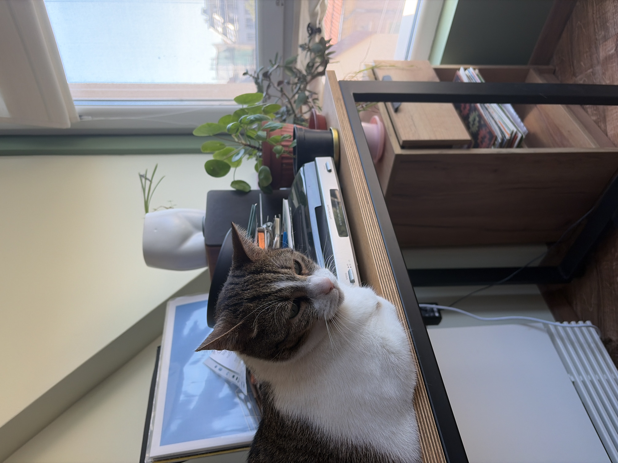 A tabby and white cat rests on a wooden desk by a window. The cat, positioned on the left side of the frame, is looking down with its eyes partially closed. On the desk, to the right of the cat, are several stacked items including what appears to be a record player, a white ceramic bust, and several potted plants. The window behind the desk shows a clear blue sky and rooftops of buildings. The overall scene suggests a domestic indoor setting.