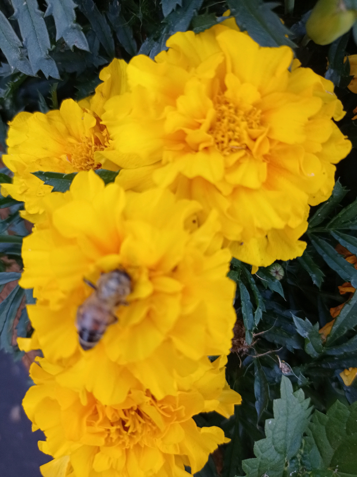 A close-up, overhead shot captures a cluster of vibrant yellow marigolds, their petals intricately layered. A bee, its body segmented and fuzzy, is visible in sharp focus on one of the blooms, appearing to be collecting nectar. The background is filled with dark green foliage, providing a stark contrast to the bright flowers. The scene is situated in a garden in Degtyarsk, Russia.