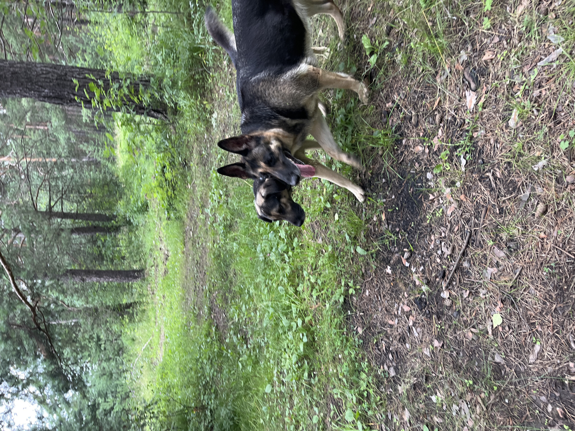 Two dogs, one German Shepherd and another smaller mixed-breed dog, are walking side-by-side on a dirt path in a forest. The German Shepherd is larger and has its tongue out, appearing to pant. The smaller dog is partially obscured by the German Shepherd. The environment is a mixed forest with tall pine trees and undergrowth of green grass and small plants. The ground is covered with dirt, pine needles, and fallen leaves. The image appears to be taken during daylight hours, with soft, diffused light. The location is identified as being in the city of Nizhny Tagil, Russia.