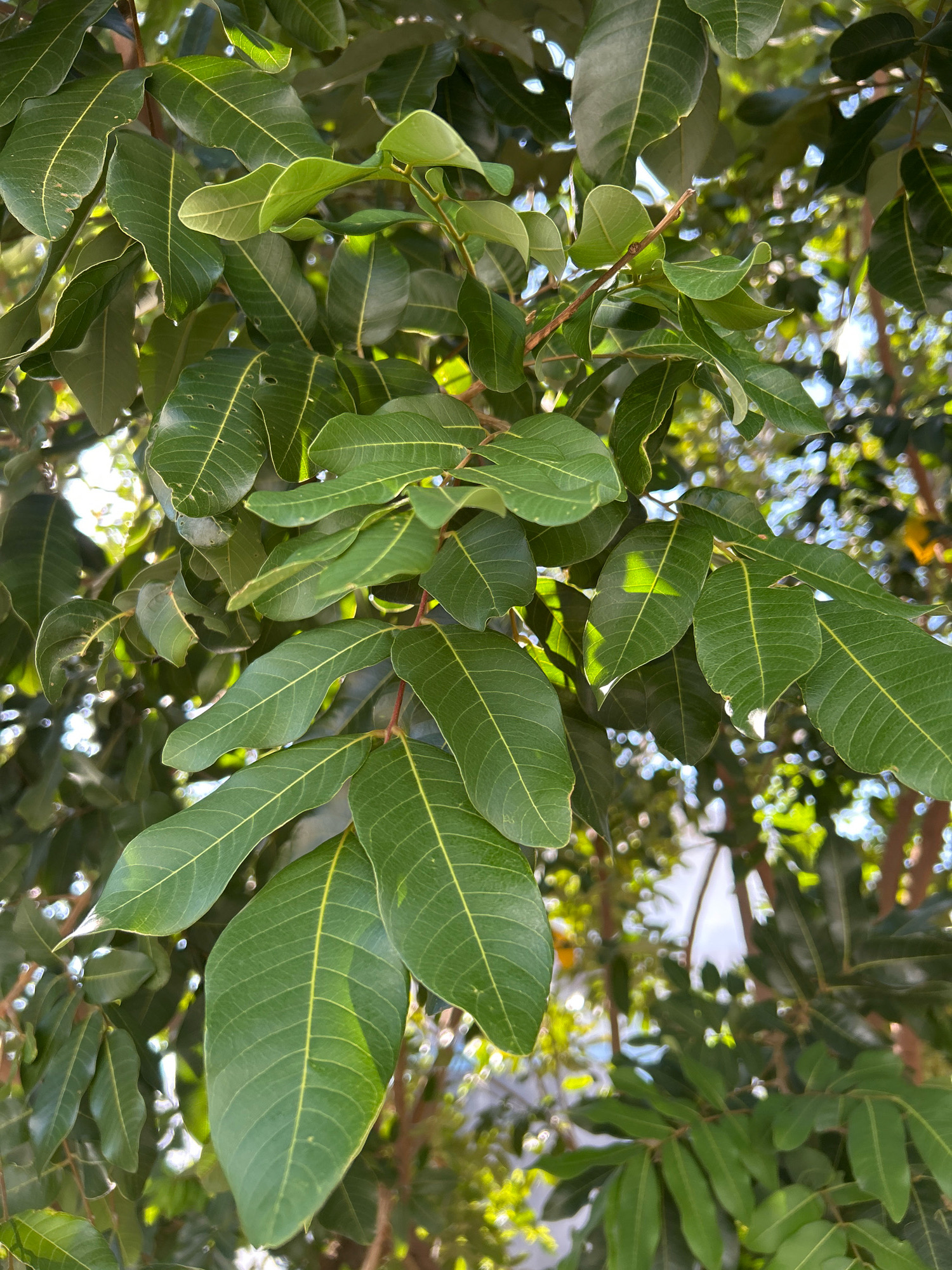 In Sabang, Indonesia, lush green leaves of a tree, likely in a park or garden, are the central focus of this image. The leaves are large and elongated, with prominent veins running through them, and appear healthy and vibrant. Sunlight filters through the canopy, creating dappled patterns of light and shadow on the foliage. The background is a blur of green and hints of blue sky, suggesting an outdoor setting with ample natural light. There are no people or other objects visible in the frame. The image captures a close-up view of the natural beauty of the tree's foliage.