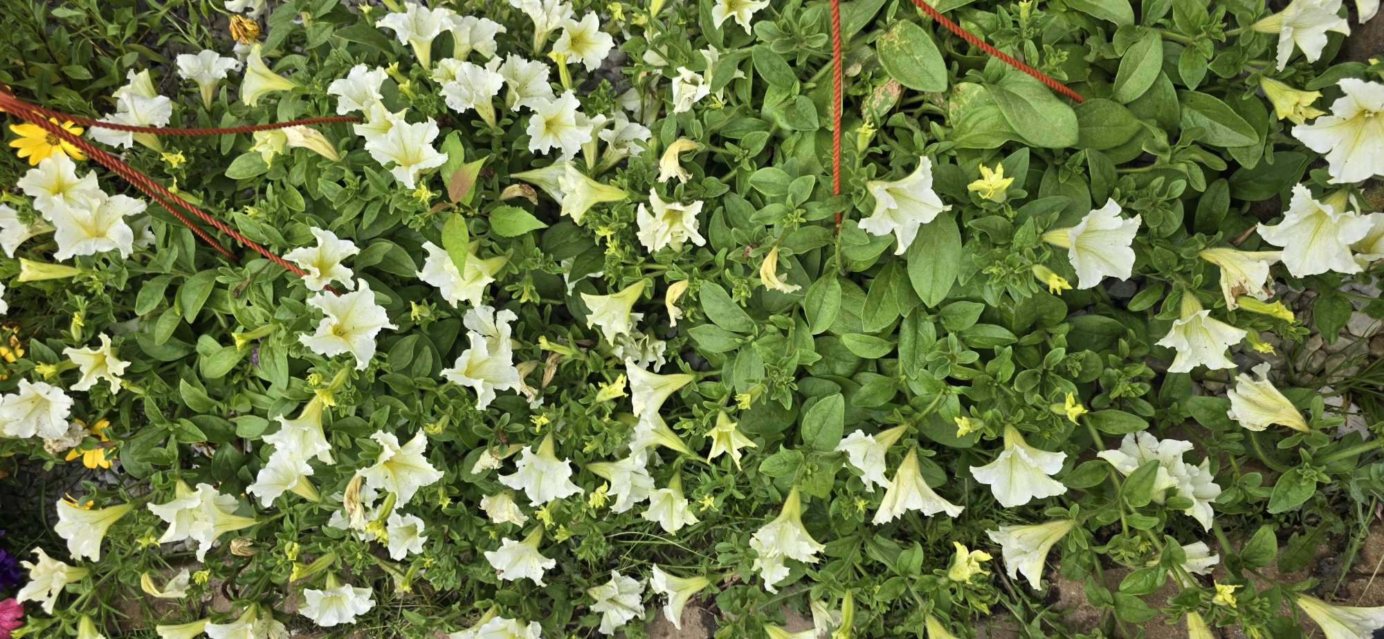 The image shows a dense bed of white and pale yellow petunia flowers interspersed with green foliage. Several red ropes are visible, suggesting the plants might be part of a hanging basket or a display. The ground beneath the plants appears to be a mix of gravel and small stones, with some reddish-brown soil visible in the upper left corner. The lighting suggests an outdoor setting, possibly a garden or nursery. The overall impression is of a vibrant, flourishing display of flowers. The location is specified as Русская Деревня-2 Кп, Russia.