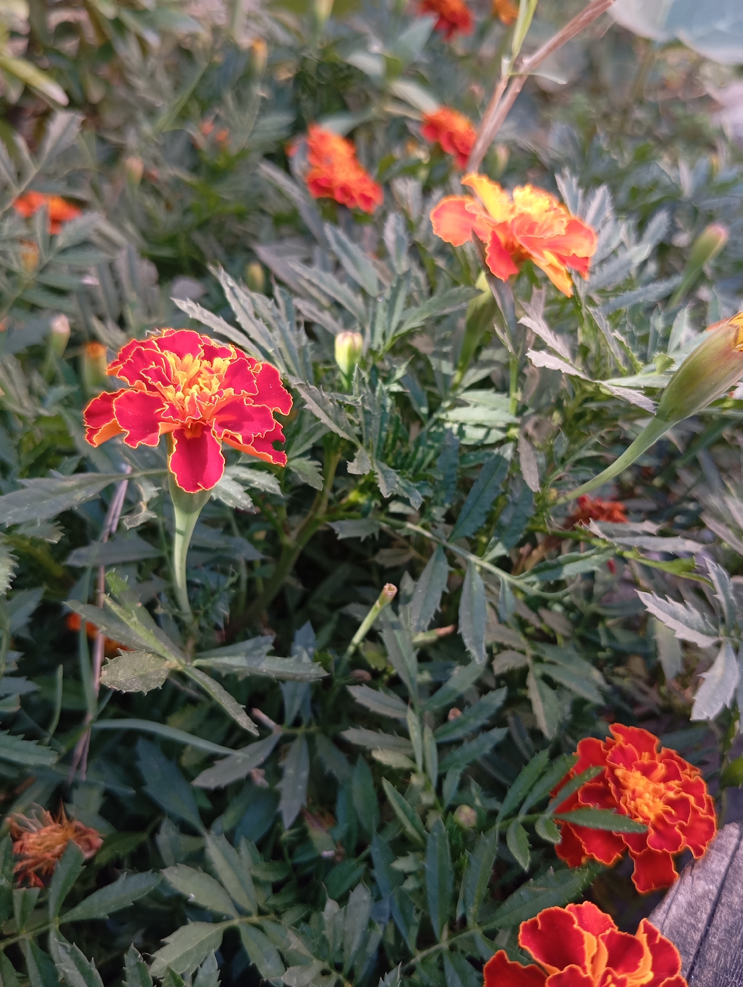 This is a close-up, vertical, outdoor photograph of several marigolds. The main subject is a vibrant red and yellow marigold in the left-center of the frame. Its petals are ruffled and edged in a bright red, with a gradient fading to yellow towards the center. The flower is in focus, with its stem visible, a pale green and slender.
Surrounding the central flower is a dense arrangement of feathery green leaves and other marigolds in various stages of bloom. To the right of the main flower, another marigold is partially visible, its petals a fiery orange and yellow. In the background, several other blossoms are blurred, appearing as splashes of orange and red amongst the greenery. One marigold bud, a pale green, is also visible on the right side. The overall impression is of a lush, blooming flowerbed.
The lighting suggests it is daytime, with a soft, diffused light that casts gentle shadows. The setting appears to be a garden or outdoor planting. The lower right corner of the image shows a glimpse of what appears to be a wooden surface, possibly a planter box or a fence. There is no visible text in the image. The scene evokes a feeling of natural beauty and abundance.