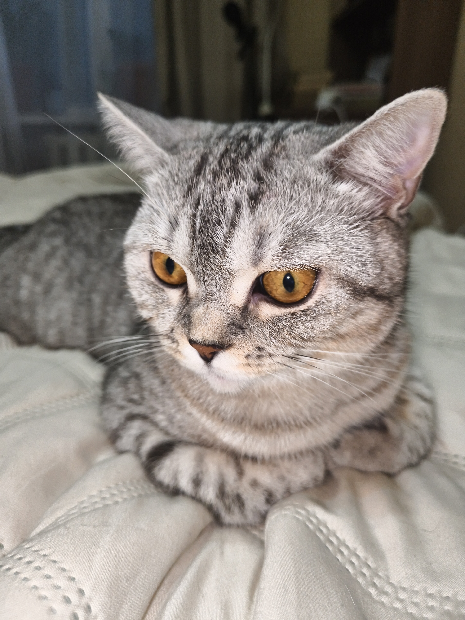 A close-up shot shows a silver tabby cat lying on a white quilted surface. The cat is facing left, with its head turned slightly towards the viewer. Its eyes are a striking amber color, and its fur displays the characteristic tabby markings of alternating dark and light gray stripes. The cat's paws are tucked neatly beneath its chest. The background is softly blurred, suggesting an indoor environment with some light filtering in from a window on the left. The overall lighting is dim, creating a warm and intimate atmosphere.