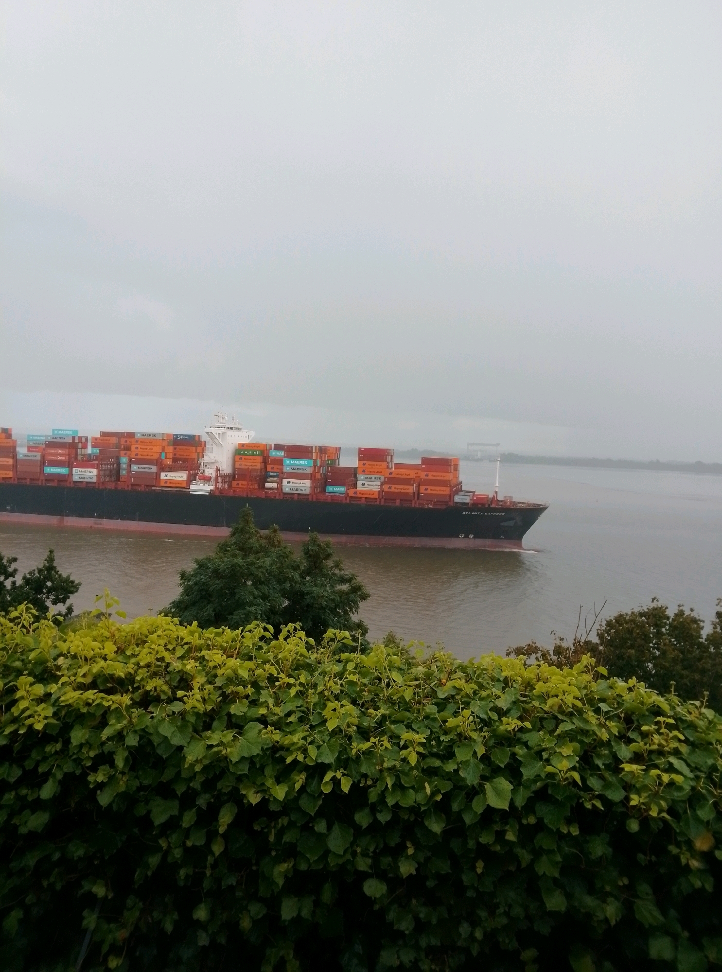 This image captures a wide view of a large container ship, identified by the text "ATLANTIS EXPRESS" on its hull, navigating a body of water, likely the Elbe River in Hamburg, Germany. The ship is laden with numerous orange and blue shipping containers stacked high on its deck. In the foreground, lush green foliage, appearing to be ivy or a similar dense plant, forms a natural border across the lower part of the frame, obscuring the ground beneath. The background consists of the expansive, overcast sky meeting the horizon, with faint outlines of distant land or structures. The overall atmosphere is muted, suggesting a cloudy or foggy day. Several mature trees are visible on the riverbank behind the foliage, adding to the natural landscape. The scene is devoid of any visible people or immediate human activity beyond the operation of the cargo vessel.