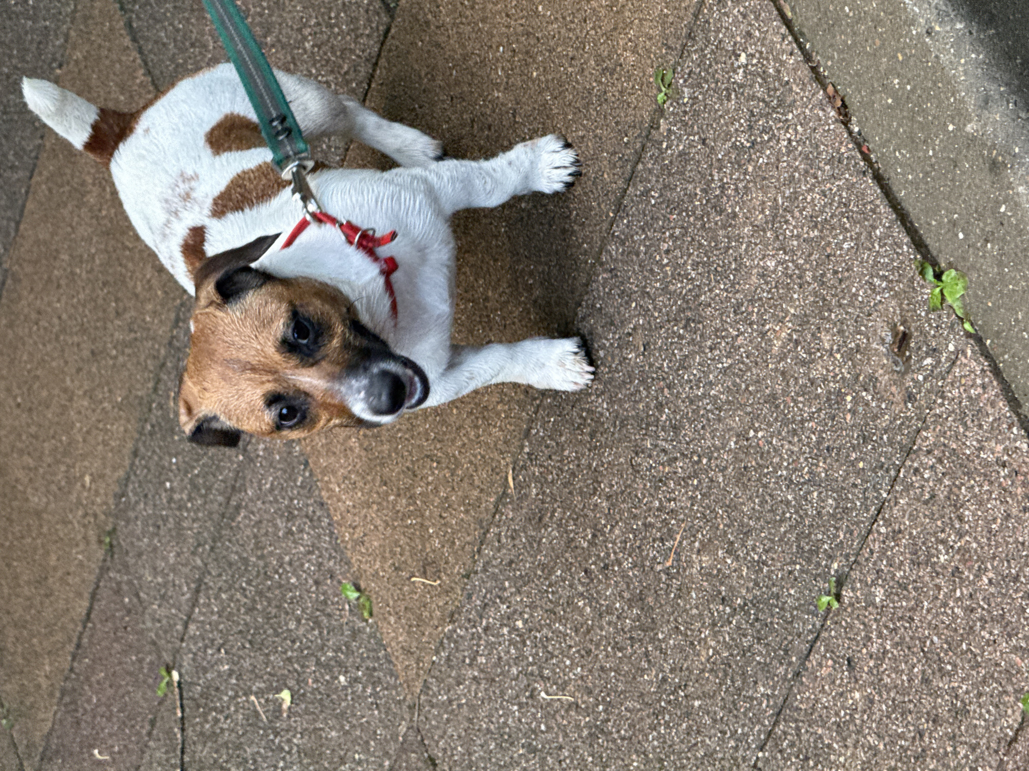 A medium-shot, eye-level outdoor photograph shows a small Jack Russell Terrier dog standing on a paved pathway. The dog is white with brown markings on its head, back, and tail. It is wearing a red collar and a green leash is attached to the collar. The dog is looking directly at the camera with its mouth slightly open. The pathway is made of rectangular concrete pavers, some of which are a sandy brown color and others are a darker gray. Small green weeds are growing in the cracks between some of the pavers. The lighting is overcast.