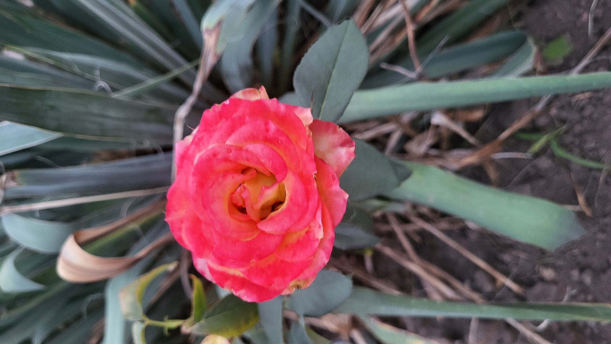 A close-up, vertical, low-angle shot shows a bright pink and yellow rose in bloom. The rose is centered in the frame, with its petals unfurling in a spiral pattern. Small water droplets are visible on the petals. The background is a blur of dark green, spiky foliage, likely from a Yucca plant, and dry, brown grass or straw. The soil is dark and appears damp. The scene is likely in a garden or park in Smila, Ukraine, given the context of the provided information.