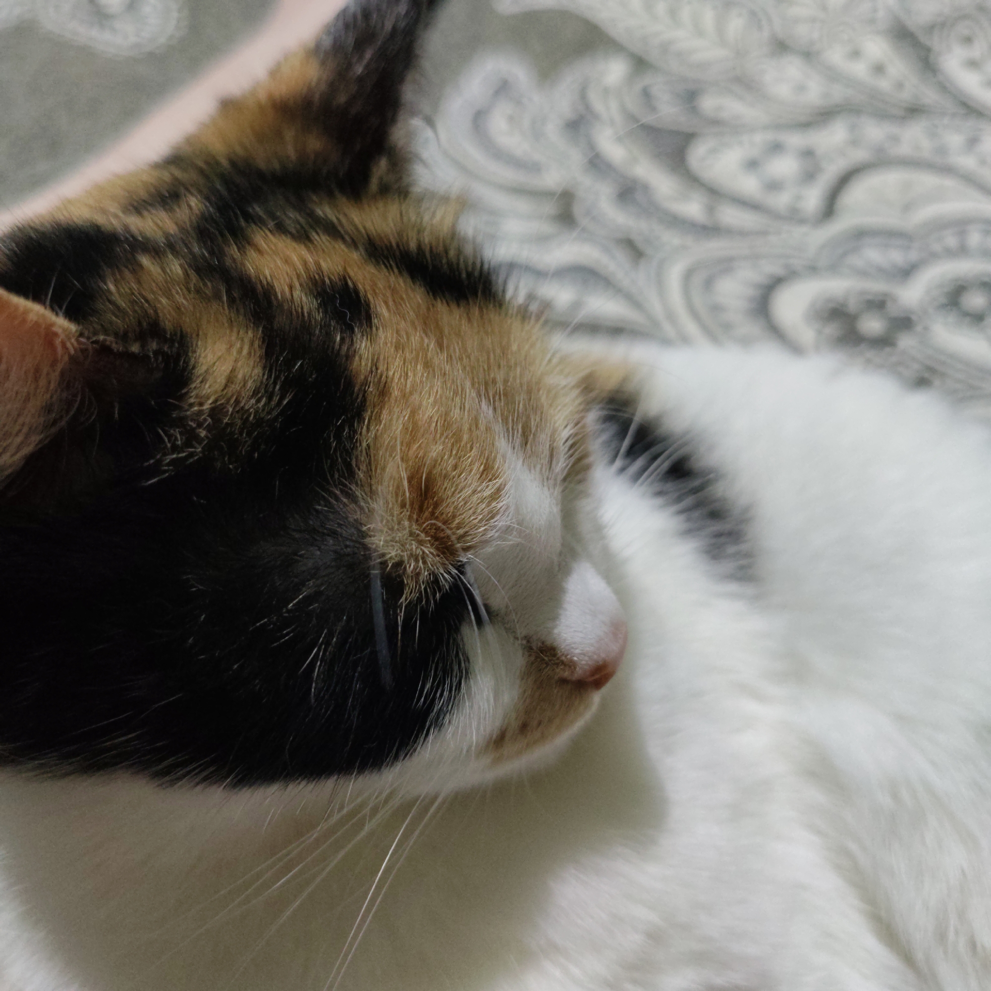 A calico cat is lying on a bed with a patterned gray and white comforter. The cat is viewed from the side, with its head resting on the comforter. Its fur is a mix of black, white, and orange patches. The cat's eyes are closed, and its mouth is slightly open. The comforter has a paisley-like pattern. The lighting is soft and diffused, casting a slight shadow on the cat's face.