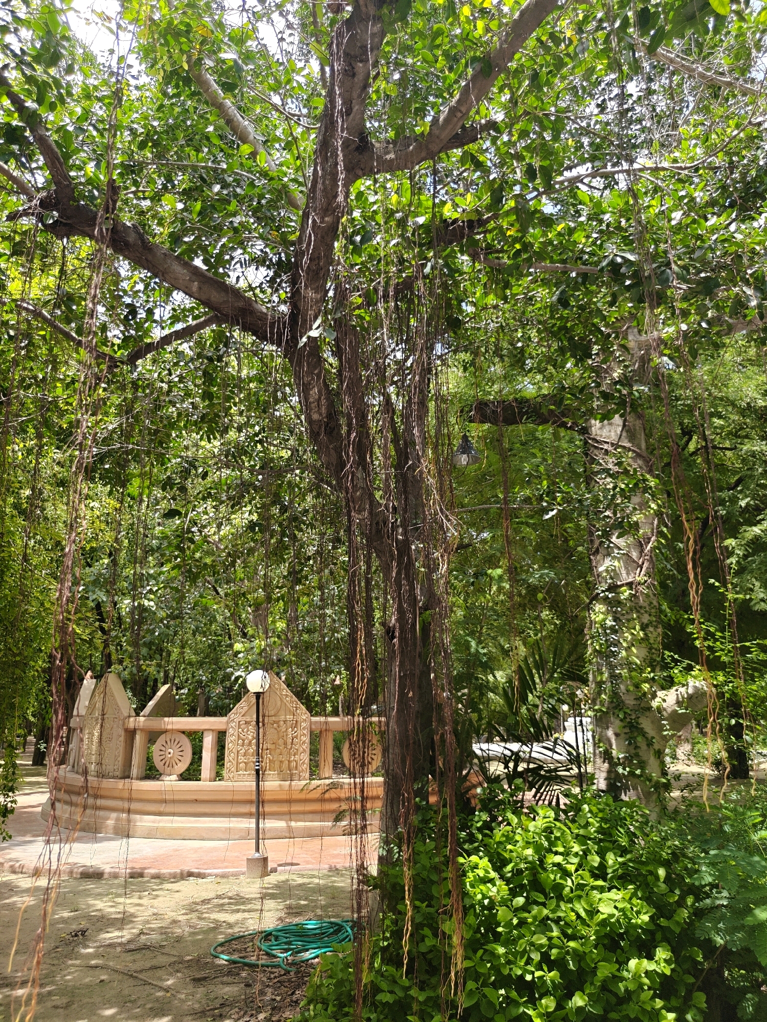 The image depicts a banyan tree with its aerial roots hanging down, creating a natural curtain in a park-like setting in Hantra Subdistrict, Thailand. In the background, a circular, beige stone structure with decorative carvings and a Dharma wheel motif is visible. A modern-looking lamppost stands in front of this structure, and a coiled green garden hose lies on the sandy ground. The scene is bathed in natural light, suggesting it is daytime. The surrounding vegetation is lush and green, with dense foliage contributing to the overall tranquil atmosphere of the location.