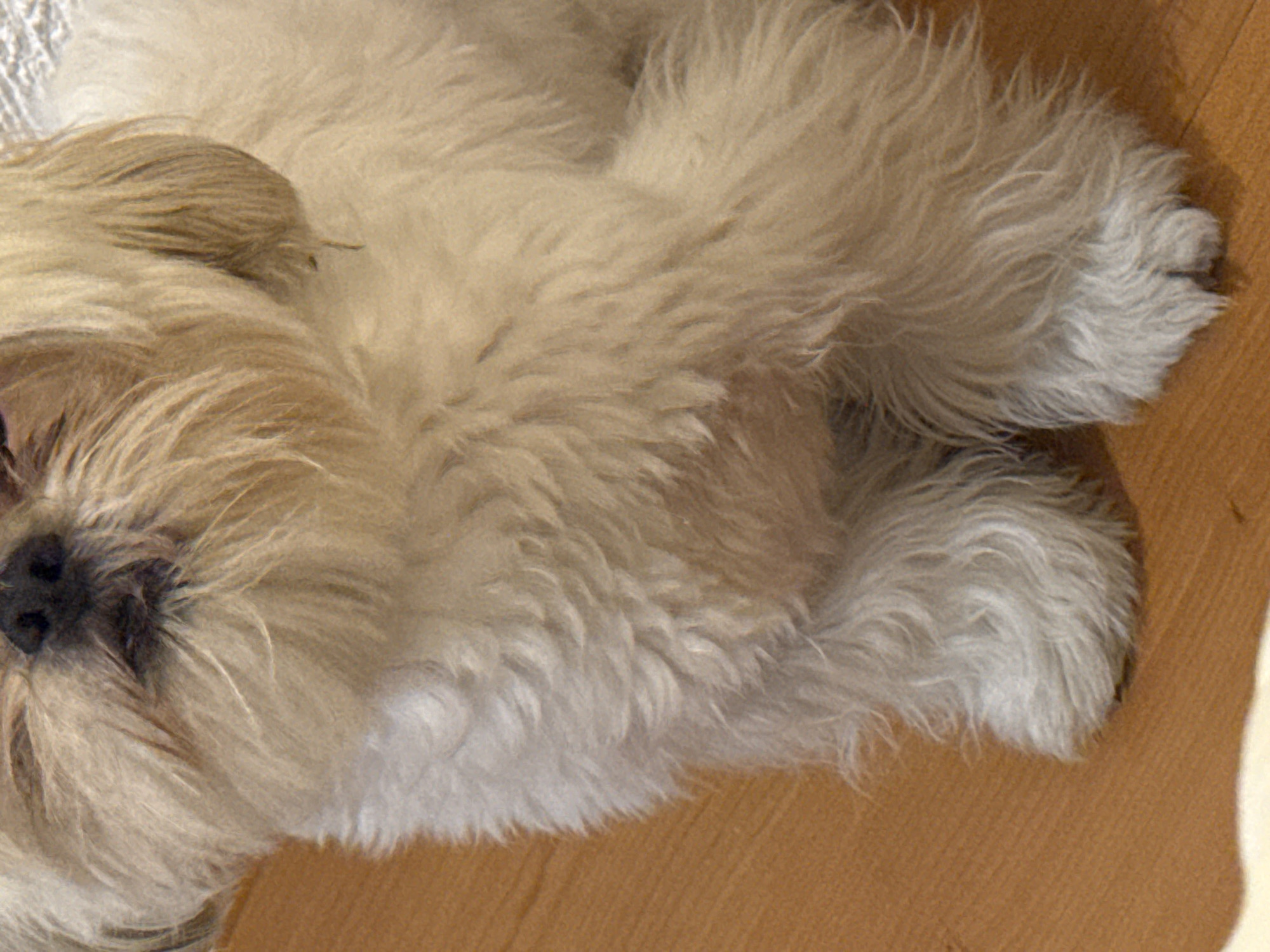 A medium-sized, light-colored, furry dog with a black nose is lying down. The dog is positioned on a light brown surface. The image provides a close-up view of the dog's face and paws. The setting is indoors. The location of San Bernardino Tlaxcalancingo, Mexico is not discernible from the image.