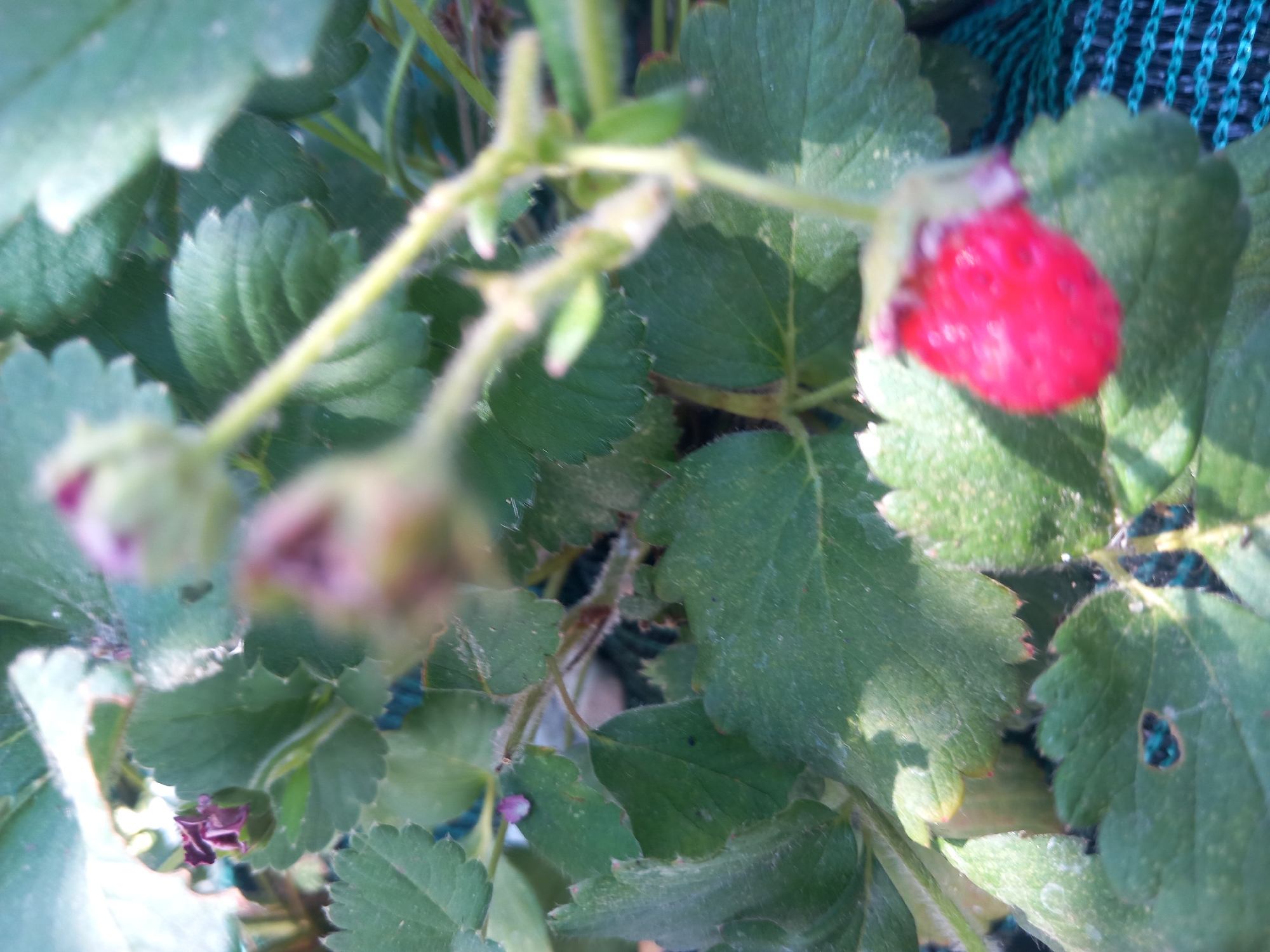 The image depicts a close-up, slightly out-of-focus view of a strawberry plant with several green leaves and one ripe, red strawberry. The strawberry is hanging downwards, and its surface is textured with visible seeds. Several unfocused green buds and delicate stems are also visible. The background is a blur of green foliage and a dark, possibly blue, mesh material. The scene appears to be outdoors, likely in a garden or agricultural setting. There are no people or explicit signs of human activity other than the presence of the cultivated plant. The overall impression is of a natural, agricultural setting within the locality of Άγιος Νεκτάριος, Greece.