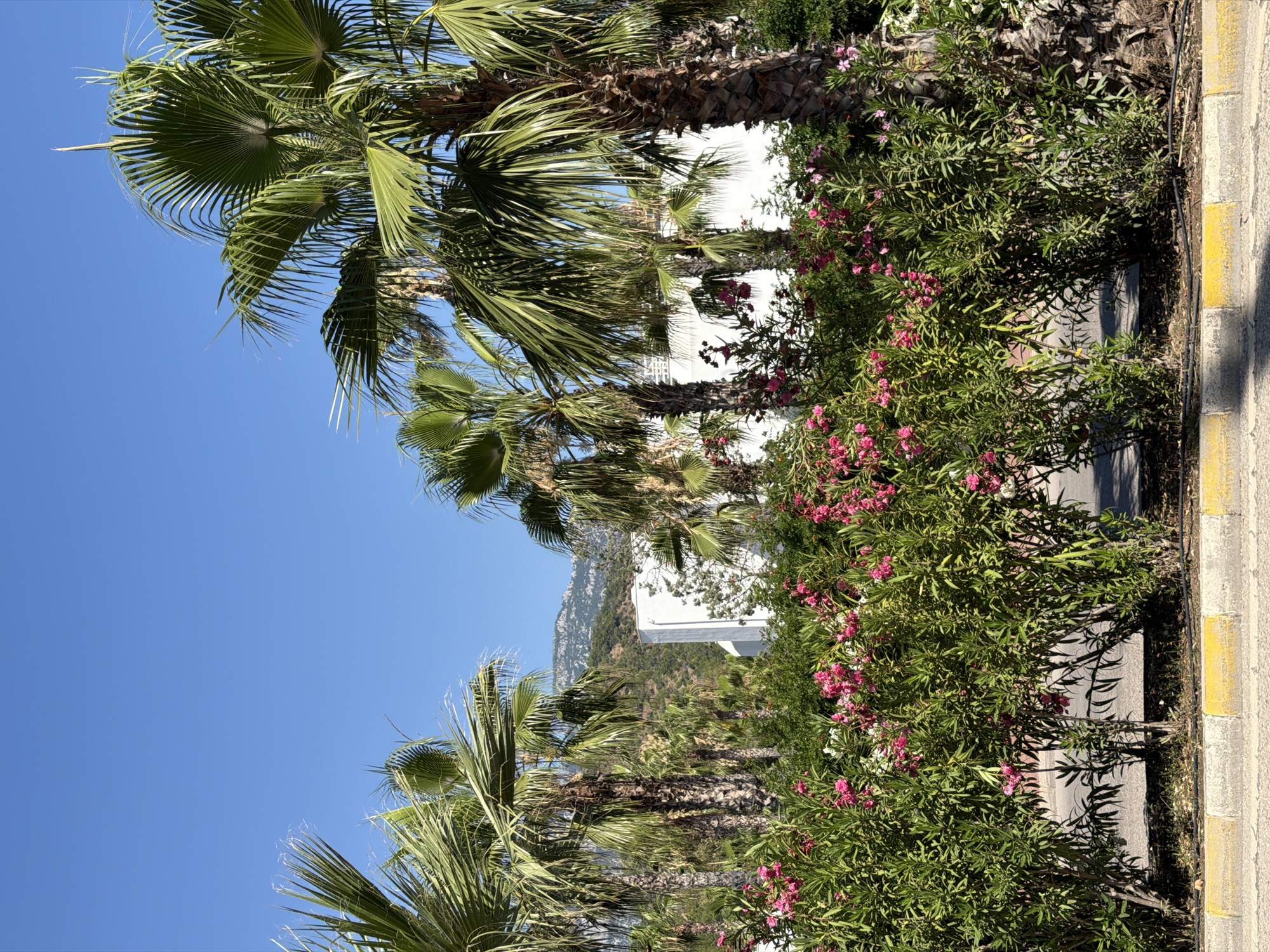 In an outdoor scene, palm trees stand tall against a clear blue sky. In the foreground, lush green bushes are dotted with small pink flowers. Behind the foliage, a white building is partially visible, and in the distance, a mountain range rises under the bright sun. The scene appears to be an urban environment, possibly a resort or park, given the presence of palm trees and the manicured landscaping. The foreground shows a sidewalk with yellow and white striped borders. No people are visible in the frame.