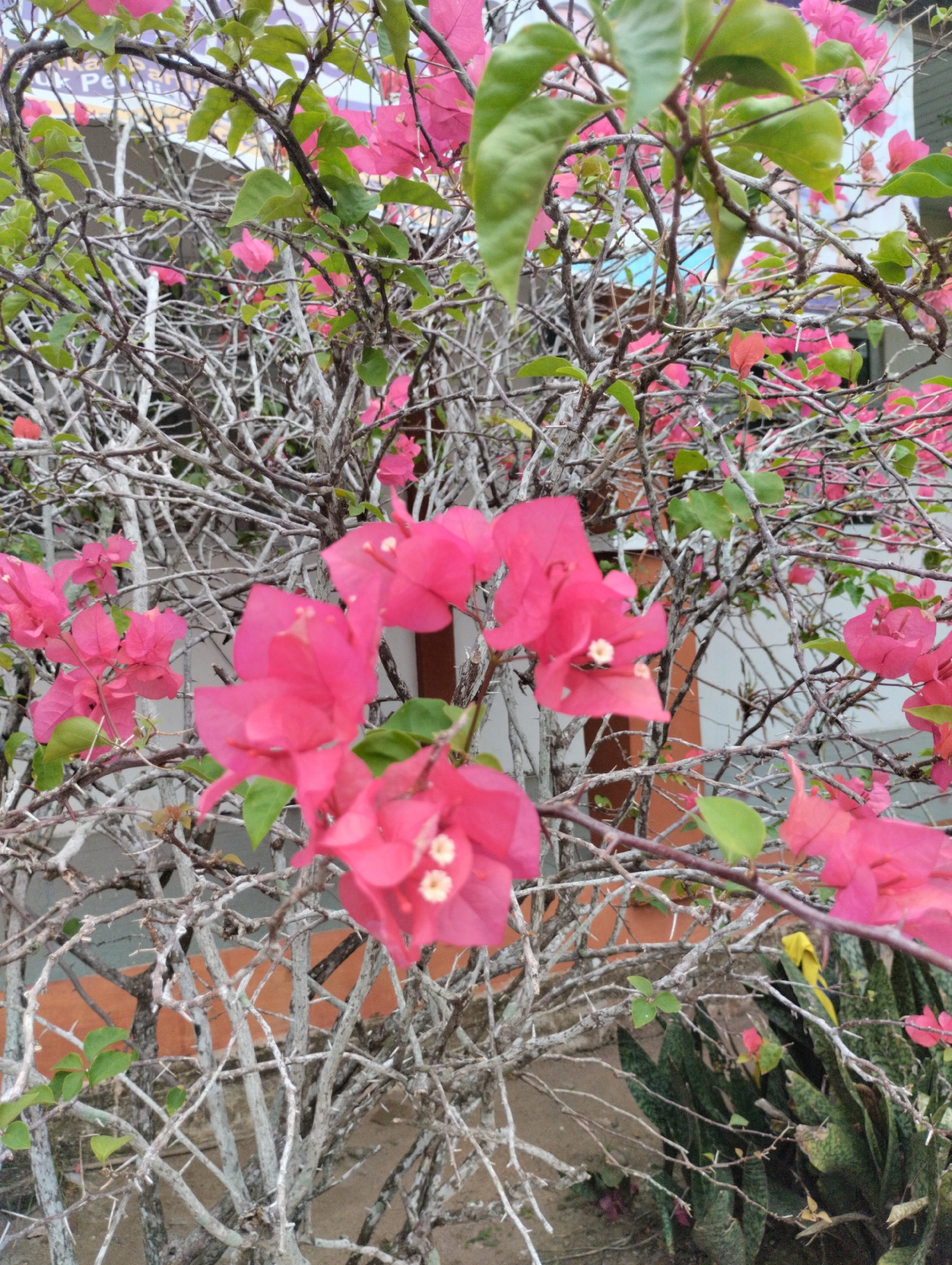 A close-up, eye-level shot showcases a vibrant pink bougainvillea bush in full bloom. The foreground is dominated by the intricate, gnarled branches of the bush, some of which are coated in a light-colored residue, likely lichen or a similar growth. Bright pink bracts, characteristic of bougainvillea flowers, are scattered throughout the branches, with several clusters in sharp focus. Delicate green leaves are interspersed with the flowers and branches. In the background, a building with an orange wall is partially visible, along with hints of a blue sky. The overall impression is one of natural beauty set against a man-made environment. The location is specified as Keudejungkagajah, Indonesia. There are no people or animals present in the image.