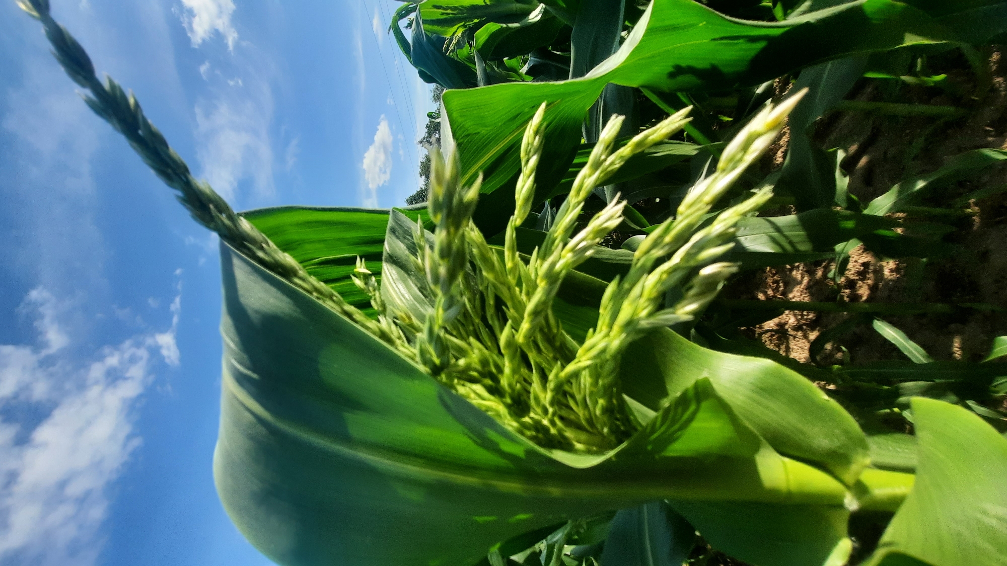 An extreme close-up shot captures the flowering tassels of a corn plant against a bright blue sky with scattered white clouds. The foreground is dominated by lush green corn leaves, with one large leaf unfurling to reveal the delicate, pale green tassels emerging from the stalk. Sunlight illuminates the scene, casting soft shadows on the leaves and the dry soil beneath. In the background, rows of corn stretch towards the horizon, and a faint silhouette of trees and power lines can be seen. The image appears to be taken in an agricultural field, possibly on the outskirts of the city of Shklov, Belarus, given the rural setting. There are no people or animals visible in the frame.