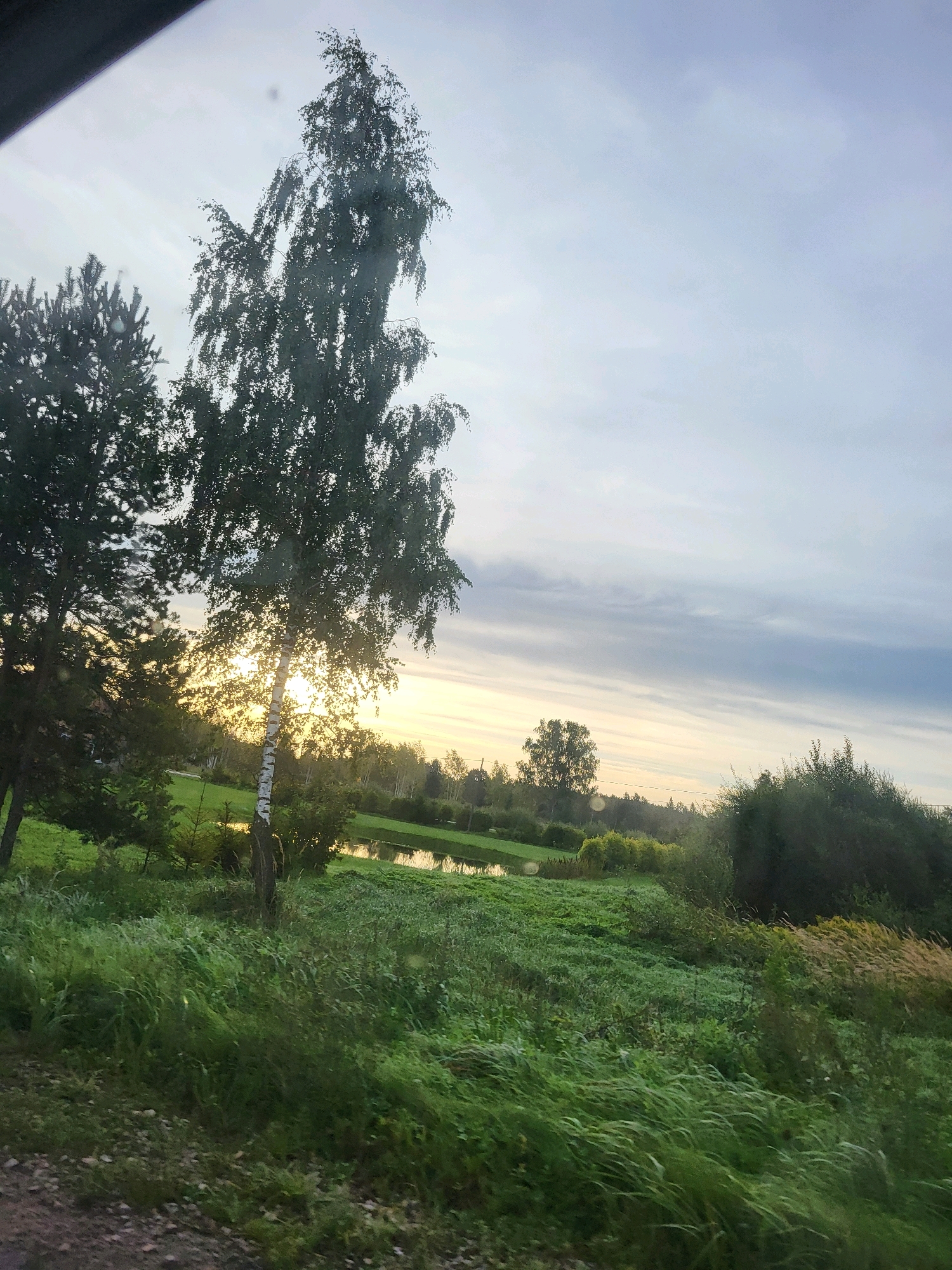 The image depicts a rural landscape with lush green grass and trees under a cloudy sky. In the foreground, a dense patch of tall grass, some of which is blowing in the wind, dominates the lower portion of the frame. Behind the grass, a small body of water is visible, reflecting the soft light of the sky. Several trees are scattered throughout the scene, including a prominent birch tree with its characteristic white bark in the mid-ground, and a cluster of evergreen trees on the left. The sky is a mix of pale blue and grey clouds, with the sun peeking through in the background, casting a warm glow. The overall impression is one of a serene, natural environment.