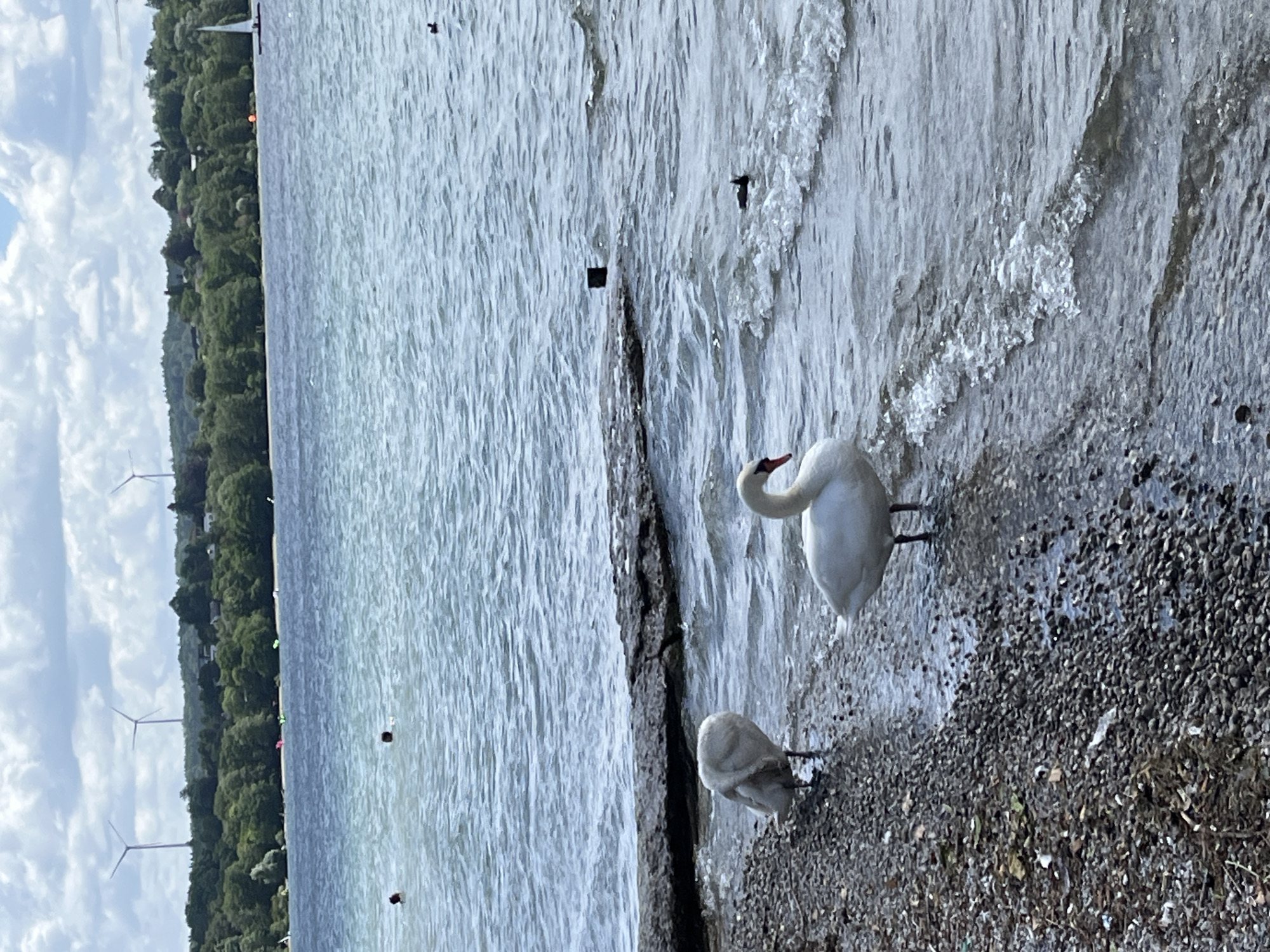 This image depicts a serene waterside scene at Starnberger See, Germany. In the foreground, two white swans are present near the pebbled shore. One swan is facing away from the viewer, with its head tucked into its body, while the other is facing the camera, with its head held high and an orange beak visible. The water is calm, with small waves lapping at the shore. In the background, the opposite shore of the lake is lined with lush green trees, beyond which are rolling hills. Several wind turbines are visible on the distant horizon, along with scattered houses. The sky is partly cloudy, with patches of blue peeking through. The overall atmosphere is peaceful and natural.