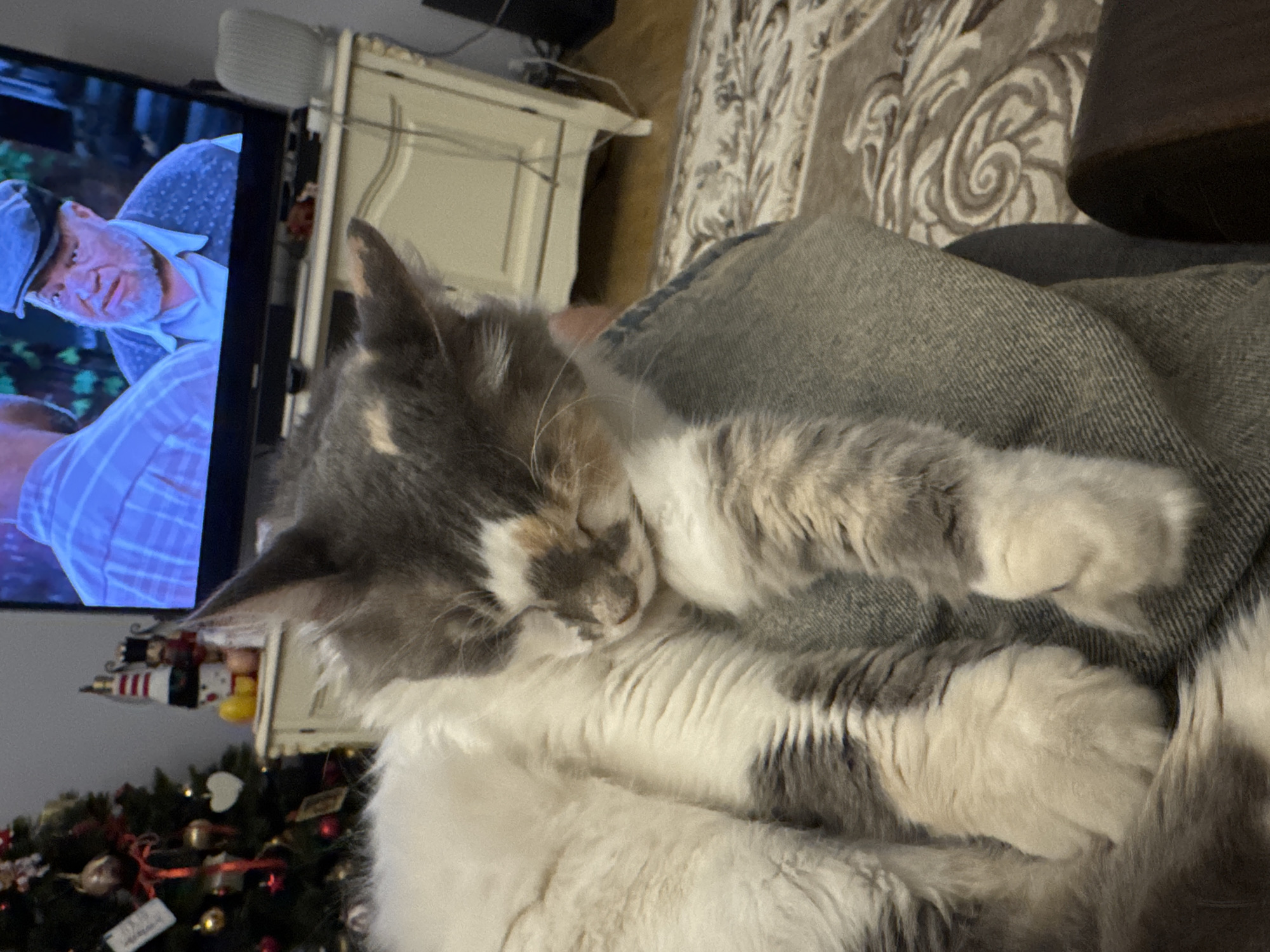 A calico cat is sleeping soundly on someone's lap, which is covered by blue jeans. The cat's fur is a mix of white, gray, and patches of orange-brown. Its eyes are closed, and its head is resting on its paws. In the background, a Christmas tree is visible, decorated with ornaments and lights. A television screen displays a man wearing a hat and a sweater. The scene appears to be set indoors, likely in a living room. The flooring is carpeted with a patterned design. This appears to be a domestic scene in a city like Yeysk, Russia, during the holiday season.