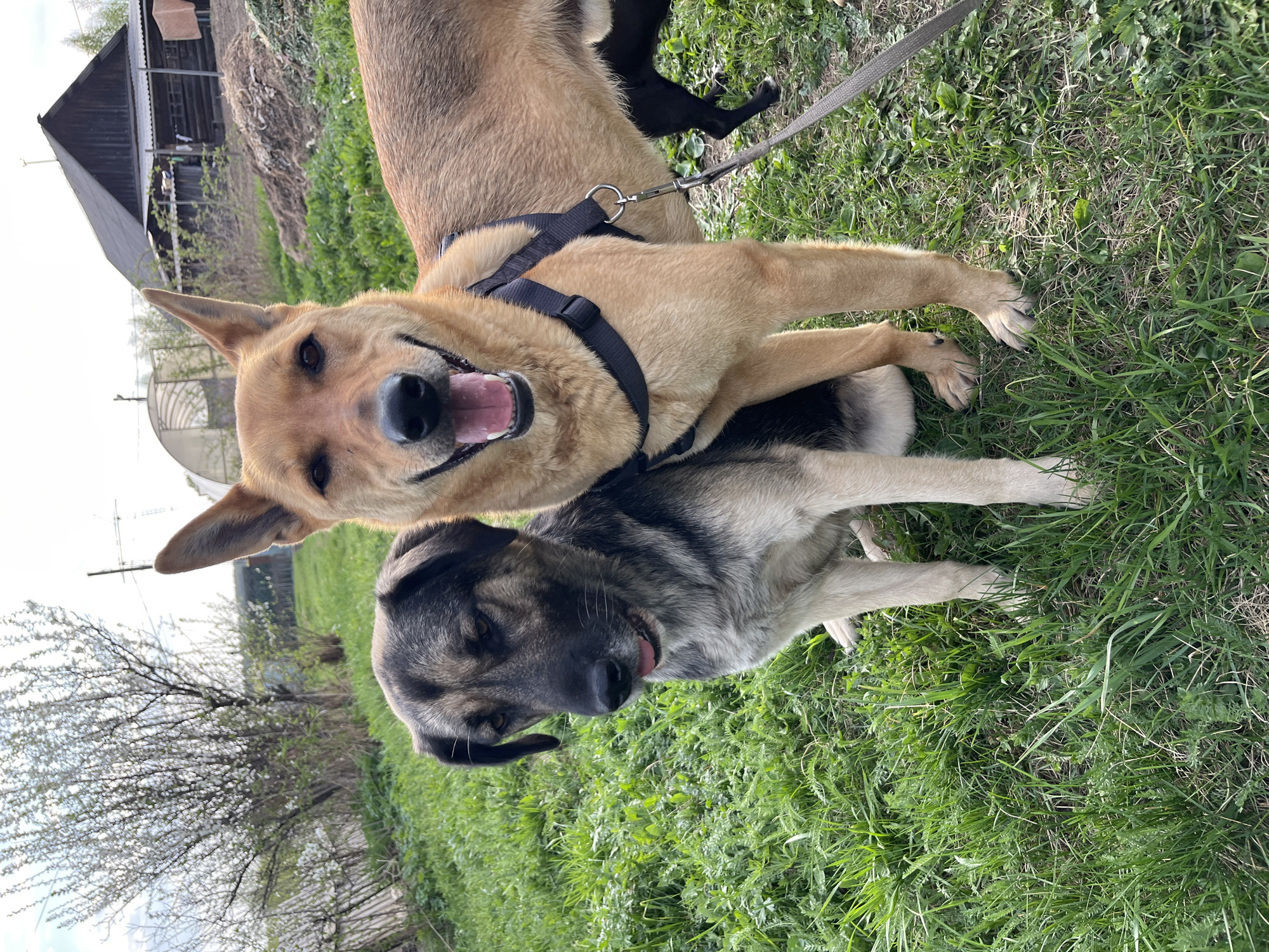 Two dogs are lying on a patch of grass. One dog, a tan color with a black harness, is on top and appears to be smiling with its mouth open. The other dog, which has gray and black fur, is lying beneath the other. A third, black dog is visible in the background. The dogs are on a leash. Behind the dogs are green grass, trees, and a wooden building. There are also some bushes and other vegetation. The location is Nizhny Tagil, Russia.