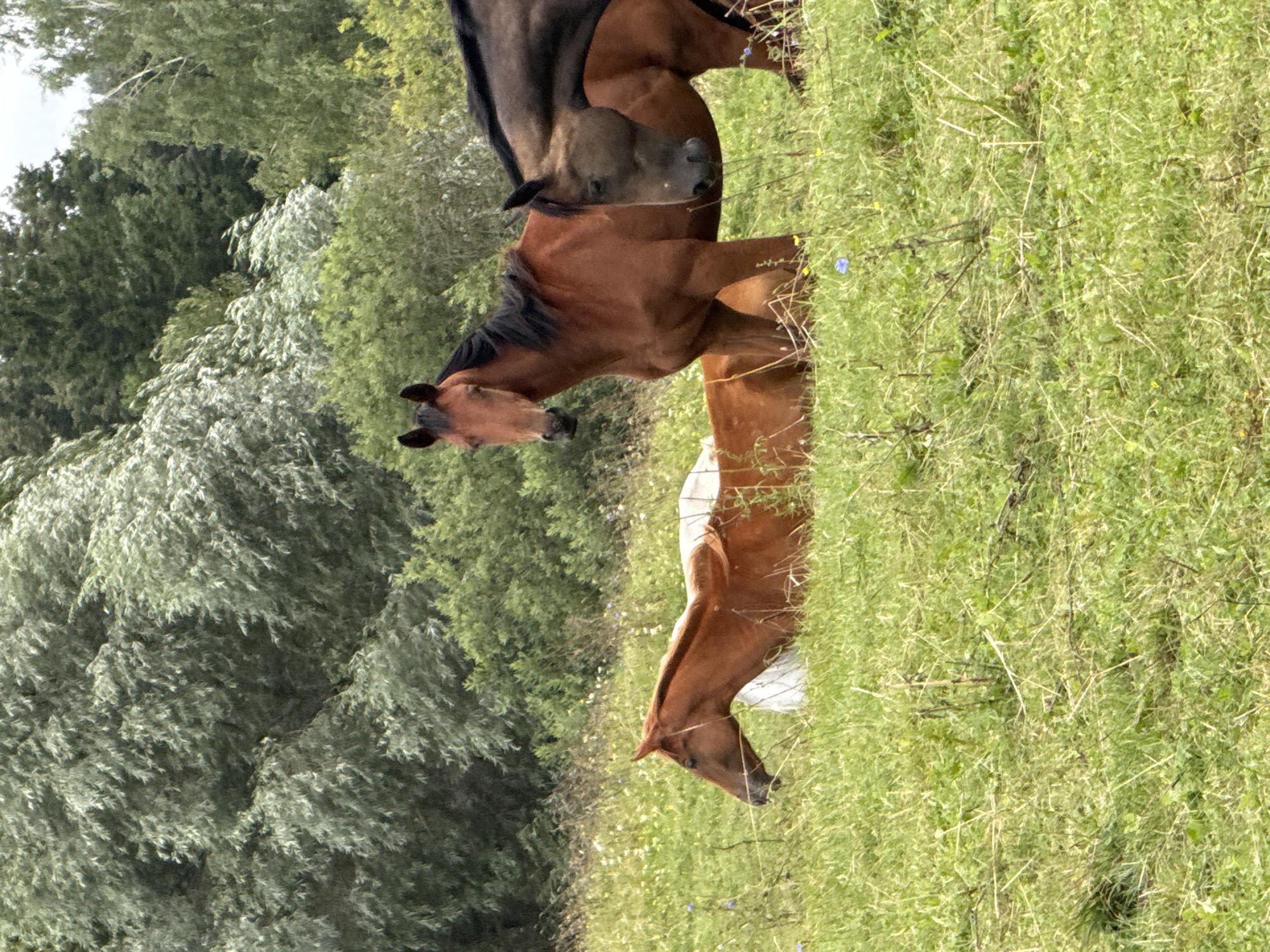 This image depicts a pastoral scene with three horses in a grassy field, likely in the vicinity of Galinė, Lithuania. The horses, varying in color from chestnut to dark brown, are positioned in the foreground and mid-ground. One horse, a chestnut color, stands alertly, facing the viewer. Another chestnut horse is lying down in the grass, with its body mostly obscured. A third horse, dark brown, is partially visible, with its head and neck extending from the right side of the frame. The field is lush with green grass and dotted with small wildflowers. In the background, a dense arrangement of trees forms a natural backdrop, suggesting a rural or semi-rural environment. The lighting suggests it is daytime, with soft light casting subtle shadows. The overall impression is one of tranquility and natural beauty.