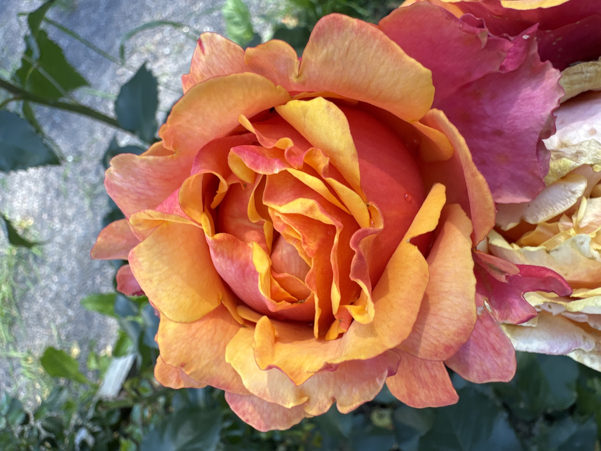 The image shows a close-up of a vibrant, multi-colored rose in bloom. The rose displays a gradient of colors, transitioning from a deep pink at the base of the petals to orange and yellow towards the center. The petals are layered and ruffled, creating a sense of depth and texture. Tiny water droplets are visible on some of the petals, suggesting recent watering or dew.
The background is softly blurred, indicating a shallow depth of field. It consists of green foliage, a hint of a paved surface, and what appears to be an outdoor setting. The lighting suggests it is daytime, with the sun highlighting the rose's colors. There are no people or discernible human activity present in the image.
The location is identified as Steklyannyi, Russia. However, without further visual cues specific to Steklyannyi within the image itself, it is impossible to pinpoint the exact location within the city. The image captures a natural scene, likely a garden or park.