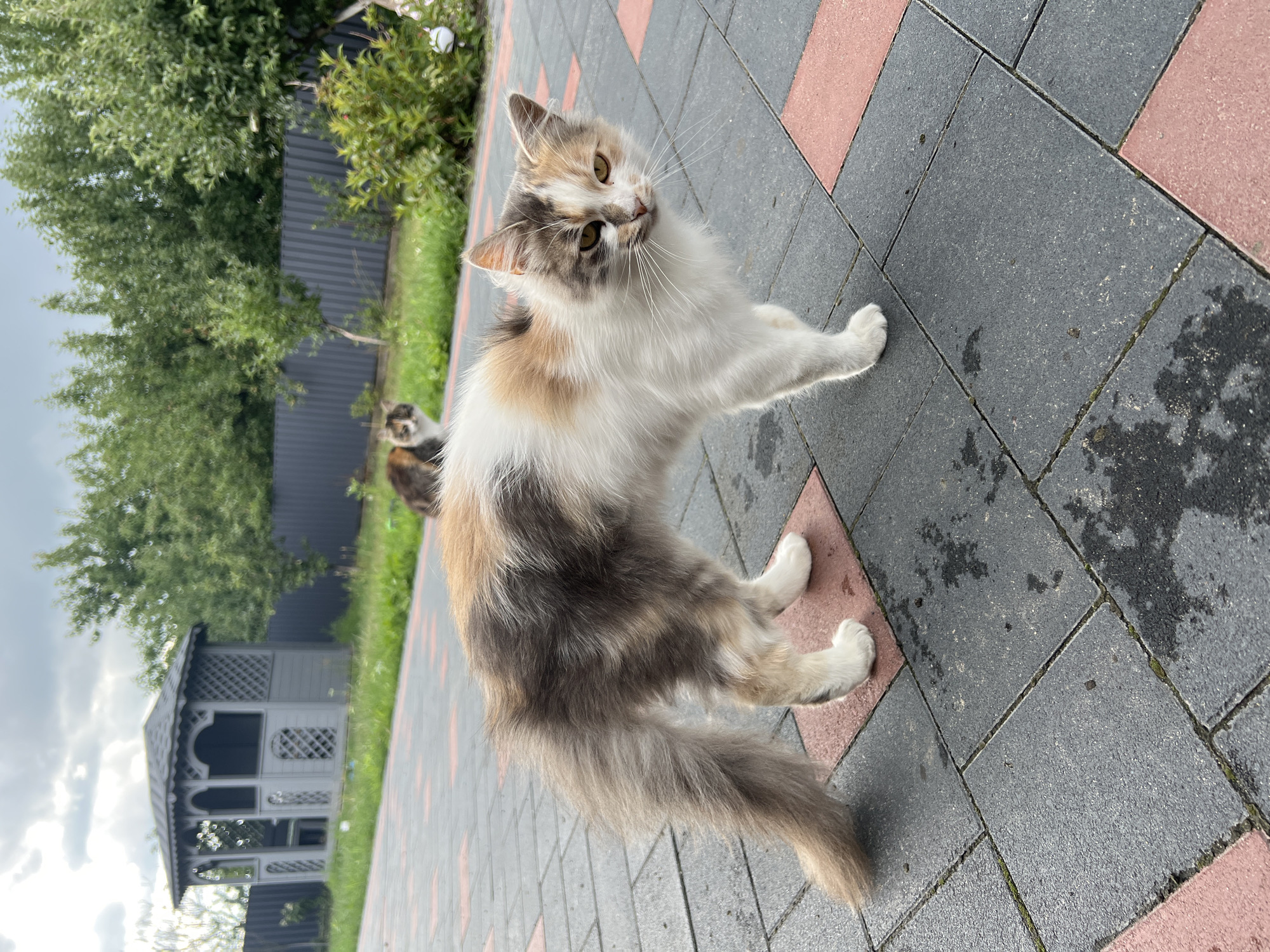 A calico cat stands on a paved pathway in a backyard. The cat has white, grey, and orange fur. It is facing the camera and looking to the right. In the background, another cat is visible, also in the grass. There is a wooden gazebo to the left and a dark fence behind the cats. The ground is paved with dark grey and reddish square tiles. The environment appears to be an outdoor space, possibly a residential backyard in Sobishchytsi, Ukraine. The lighting suggests it might be an overcast day.